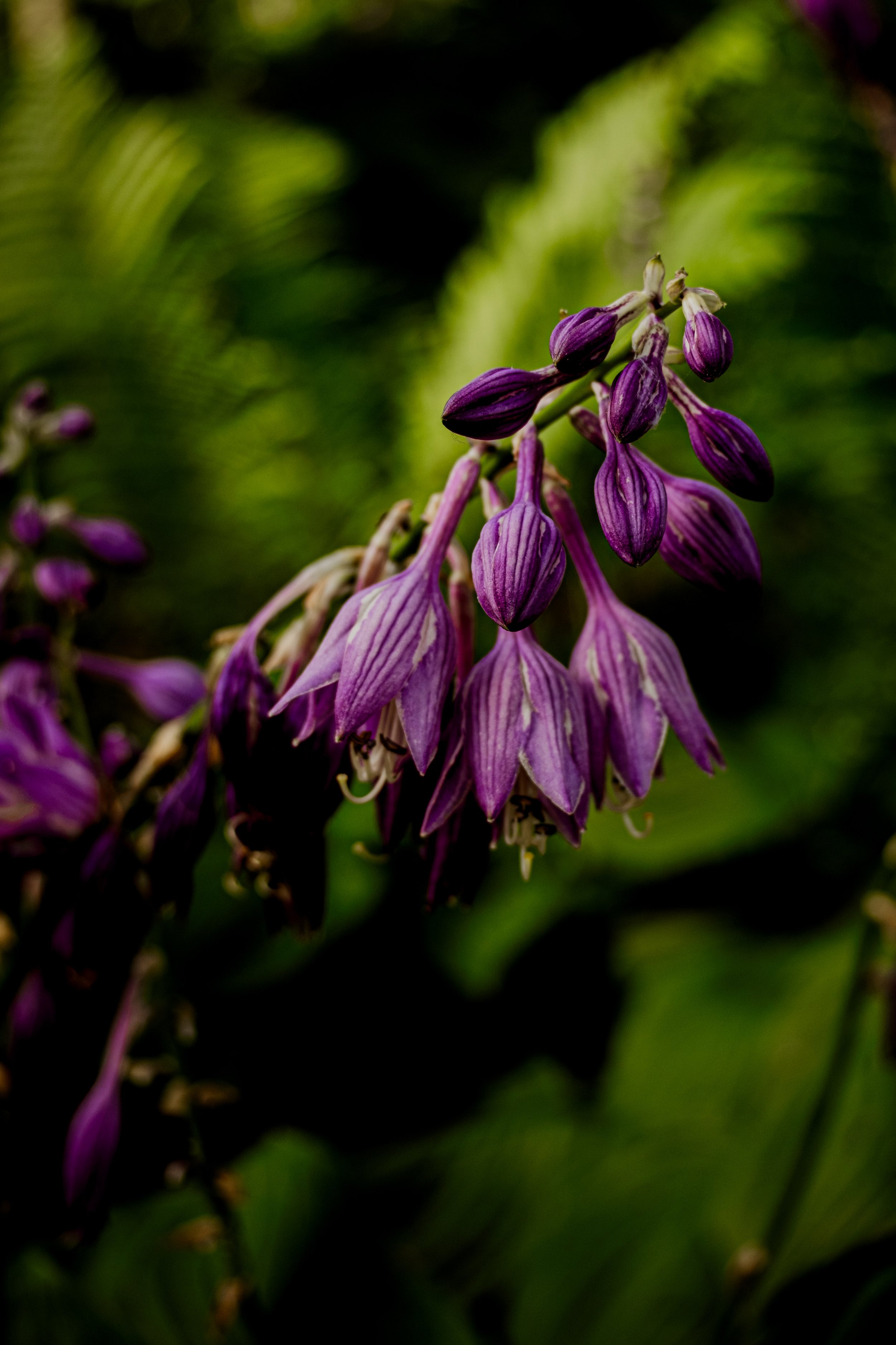 DSCF0469.jpg