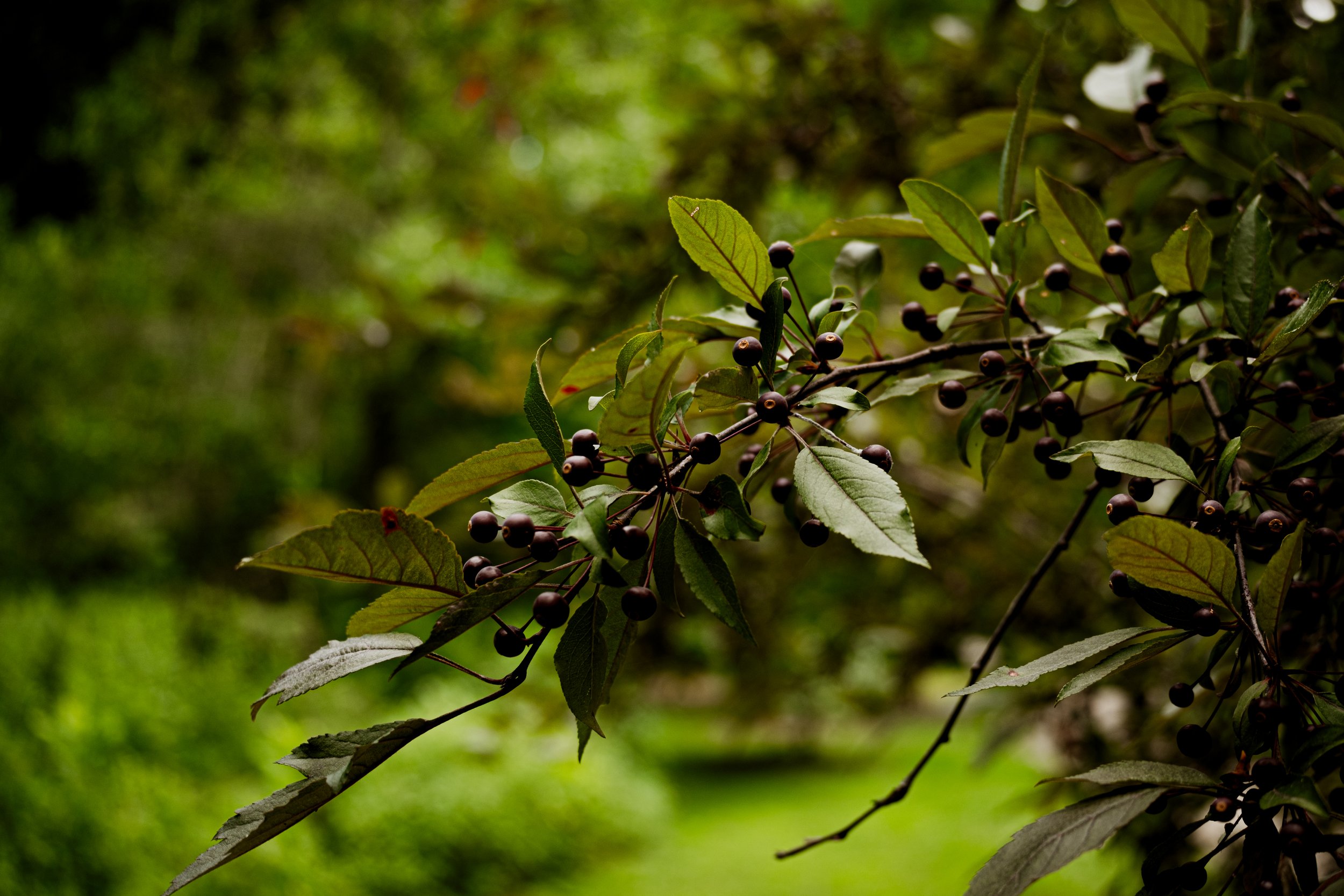 DSCF0456.jpg