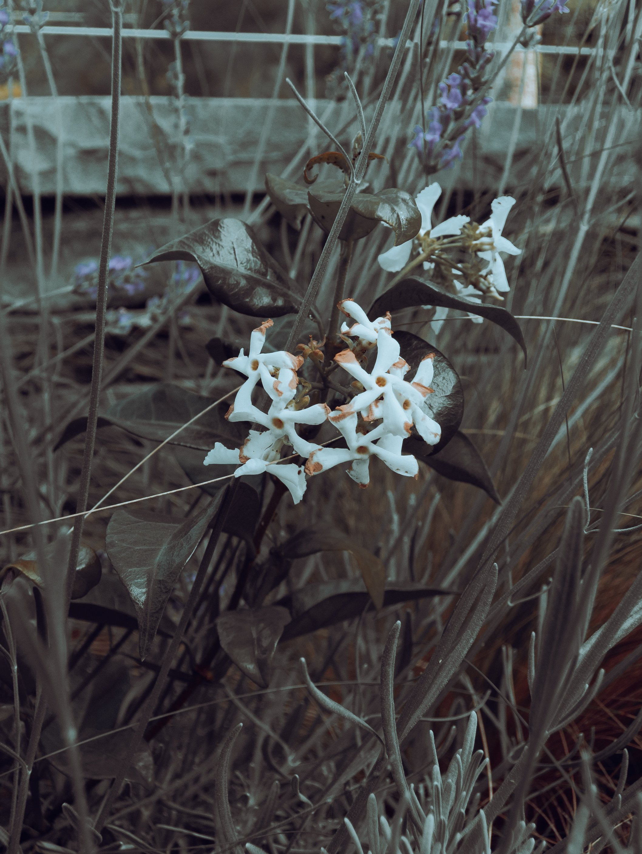 DSCF0216.jpg