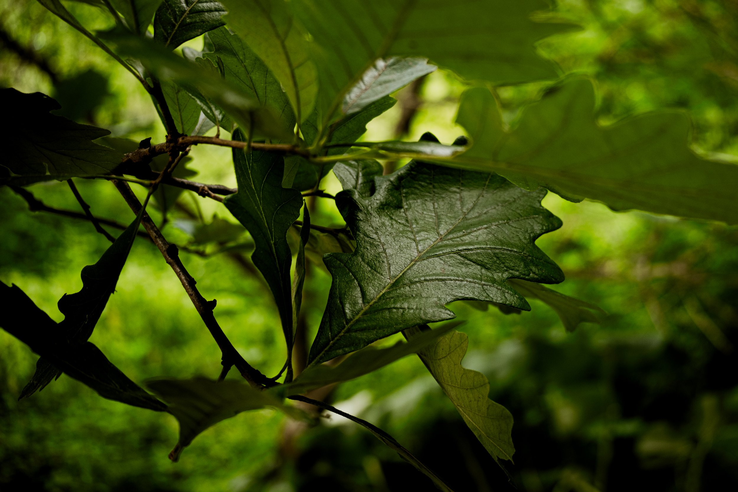 DSCF0451.jpg