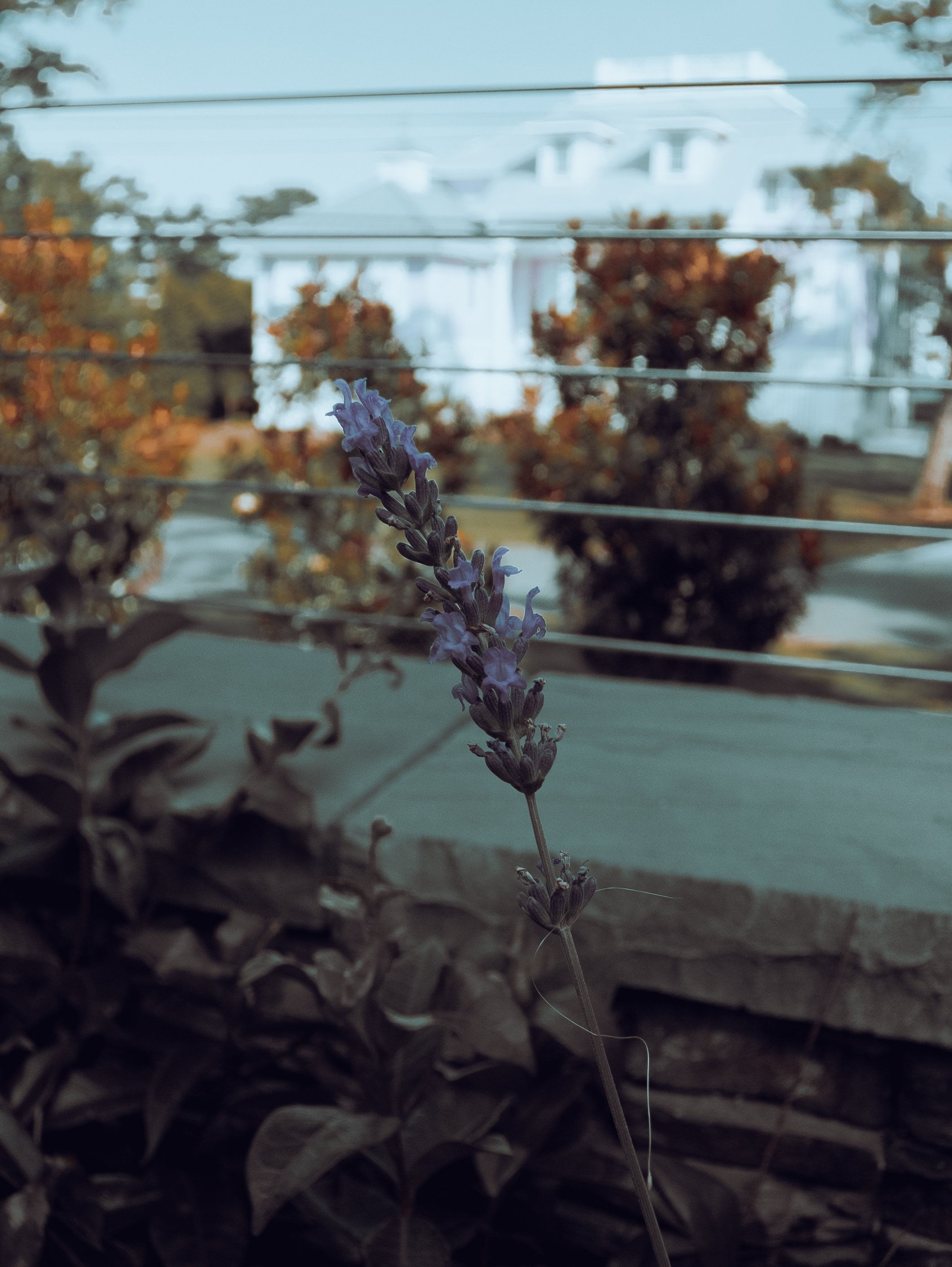 DSCF0215.jpg