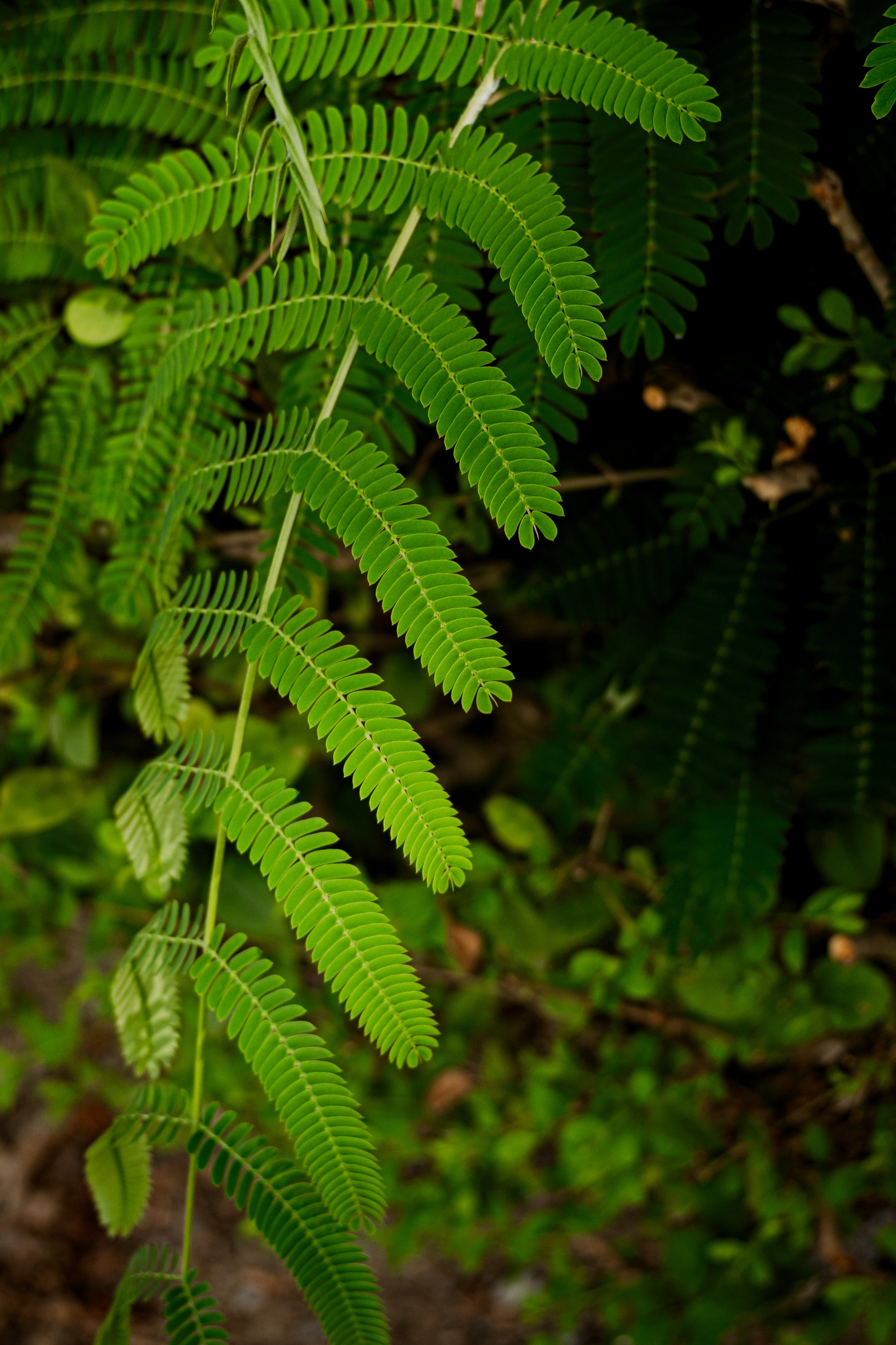 DSCF0387.jpg