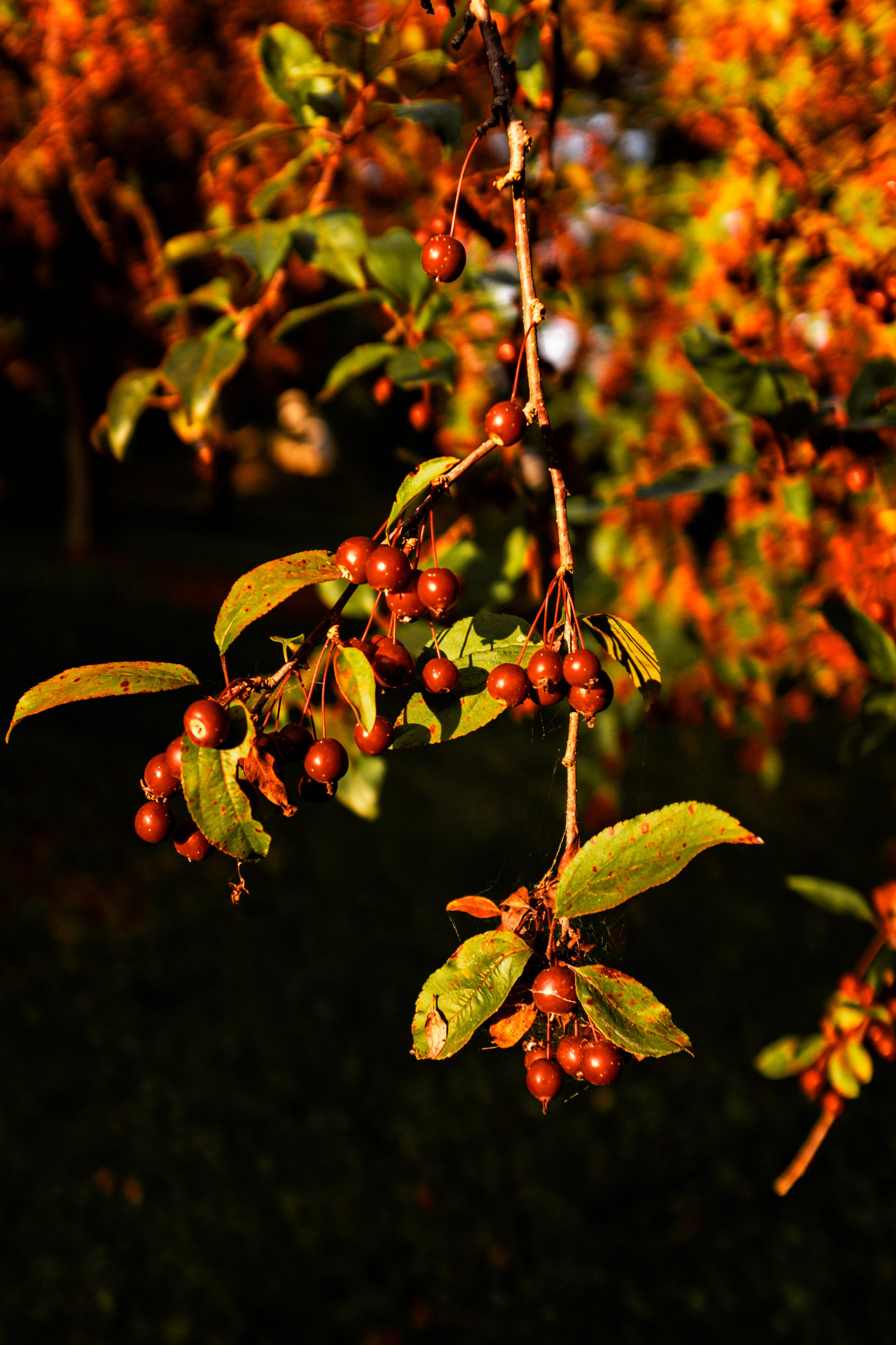 DSCF0376.jpg
