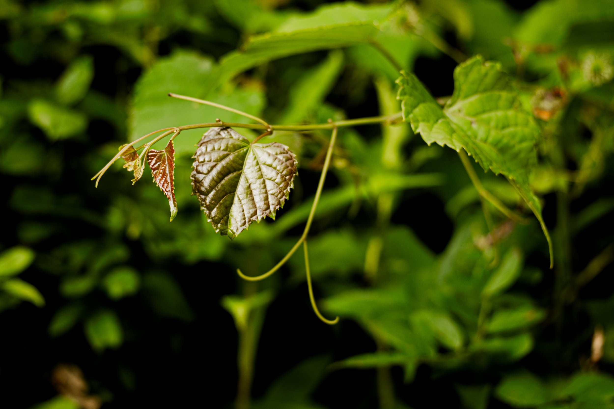 DSCF0461.jpg