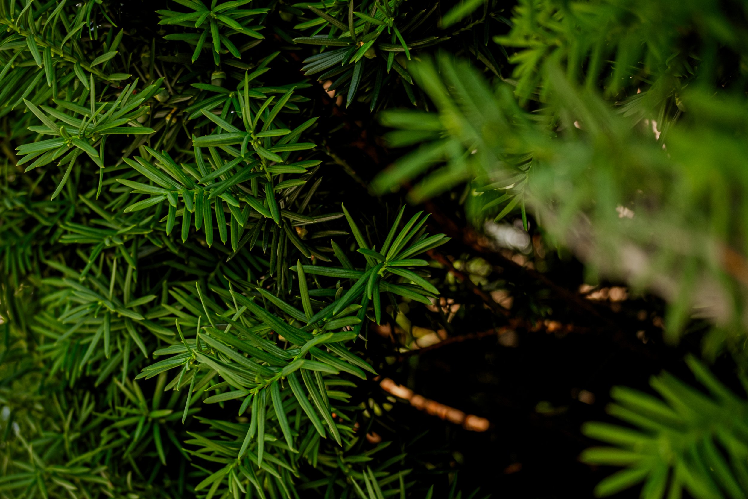 DSCF0393.jpg
