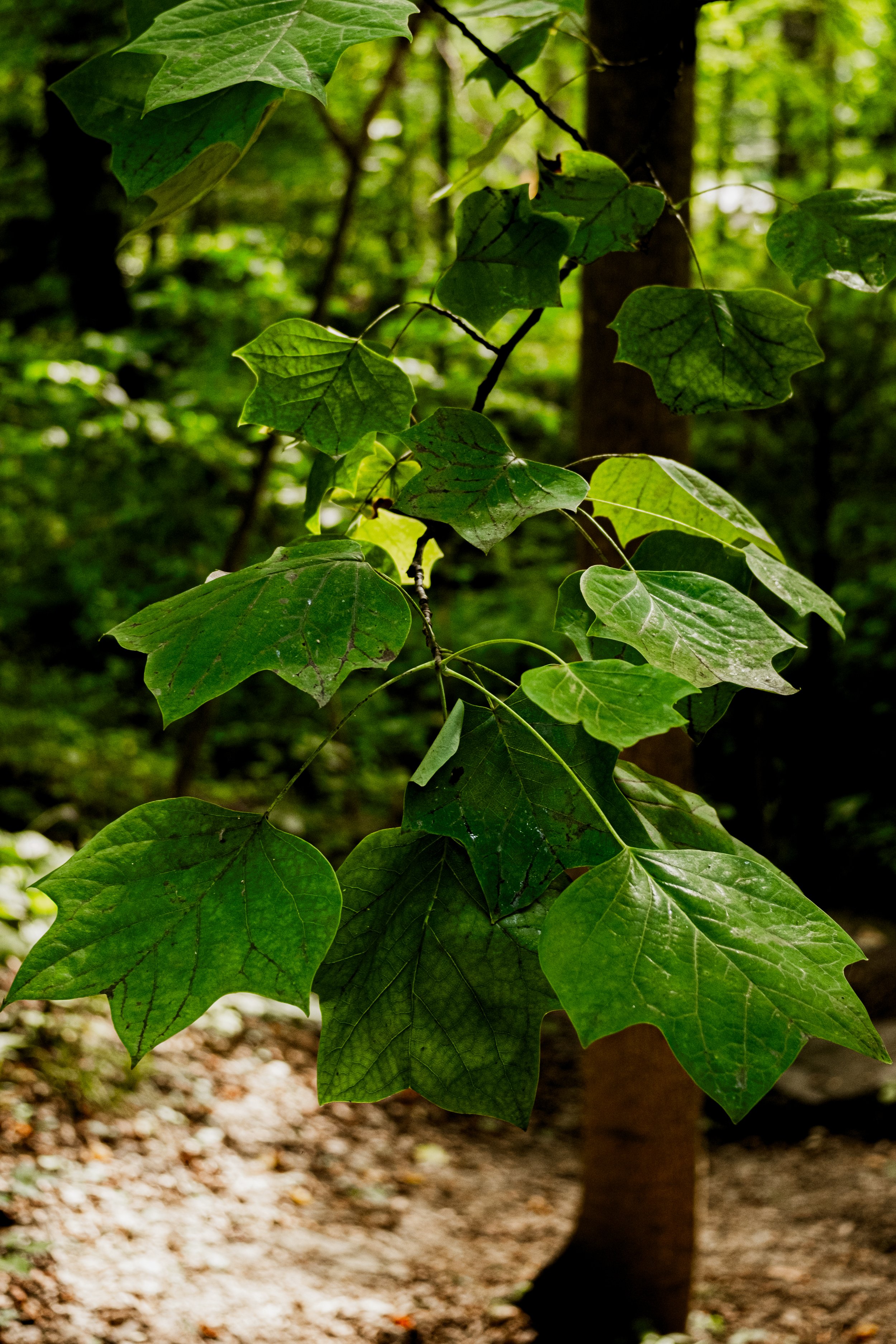 DSCF0421.jpg