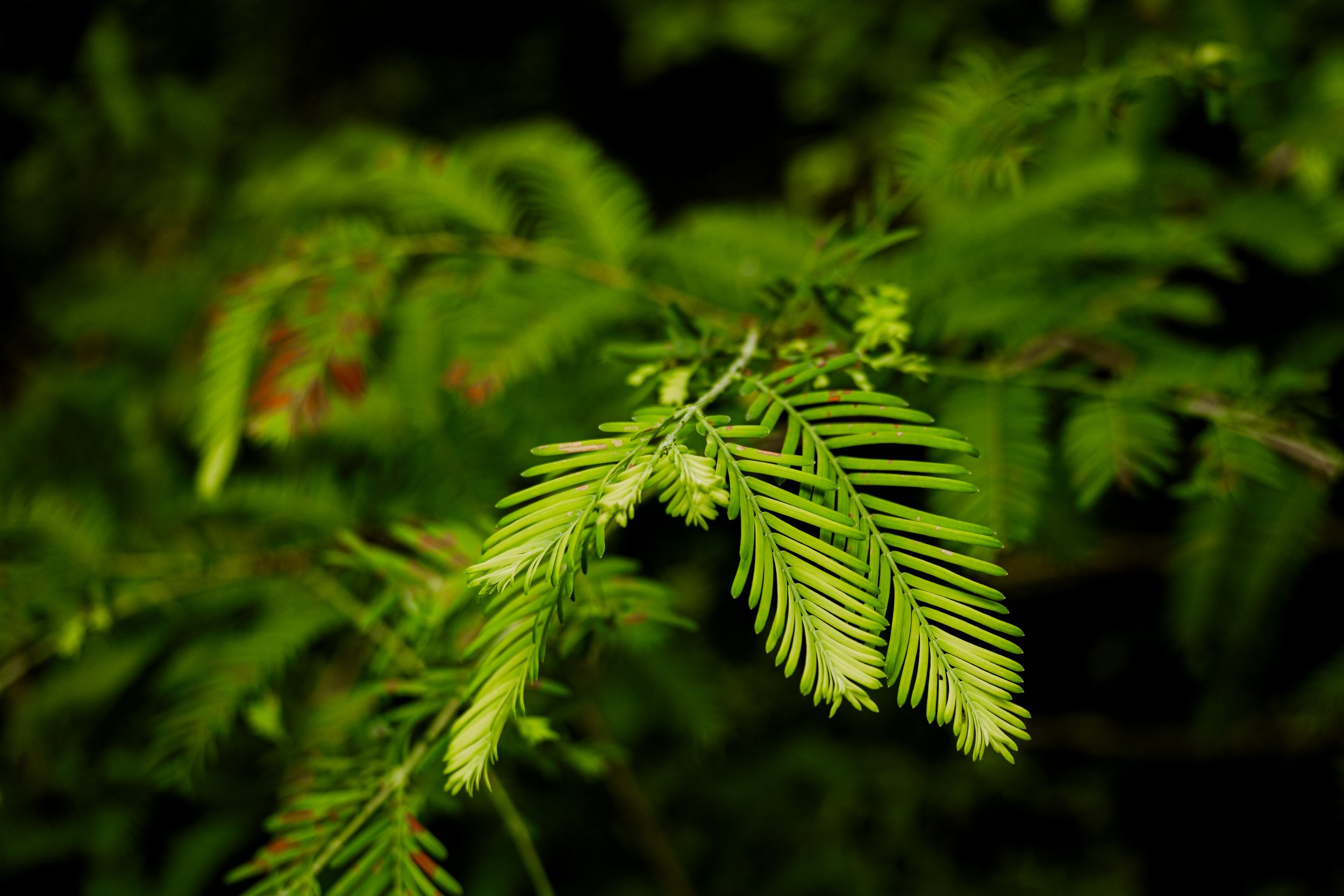 DSCF0457.jpg