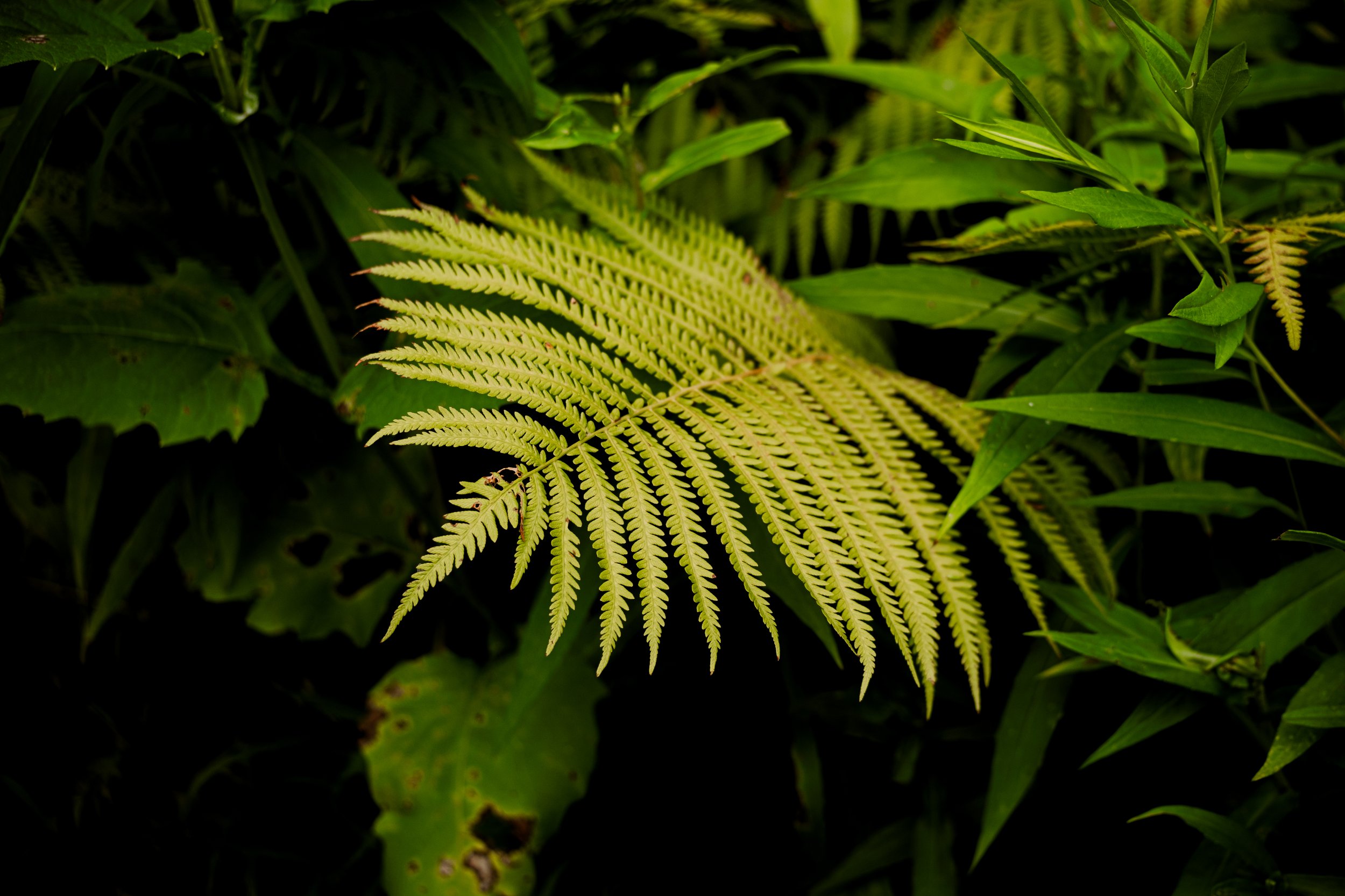 DSCF0454.jpg