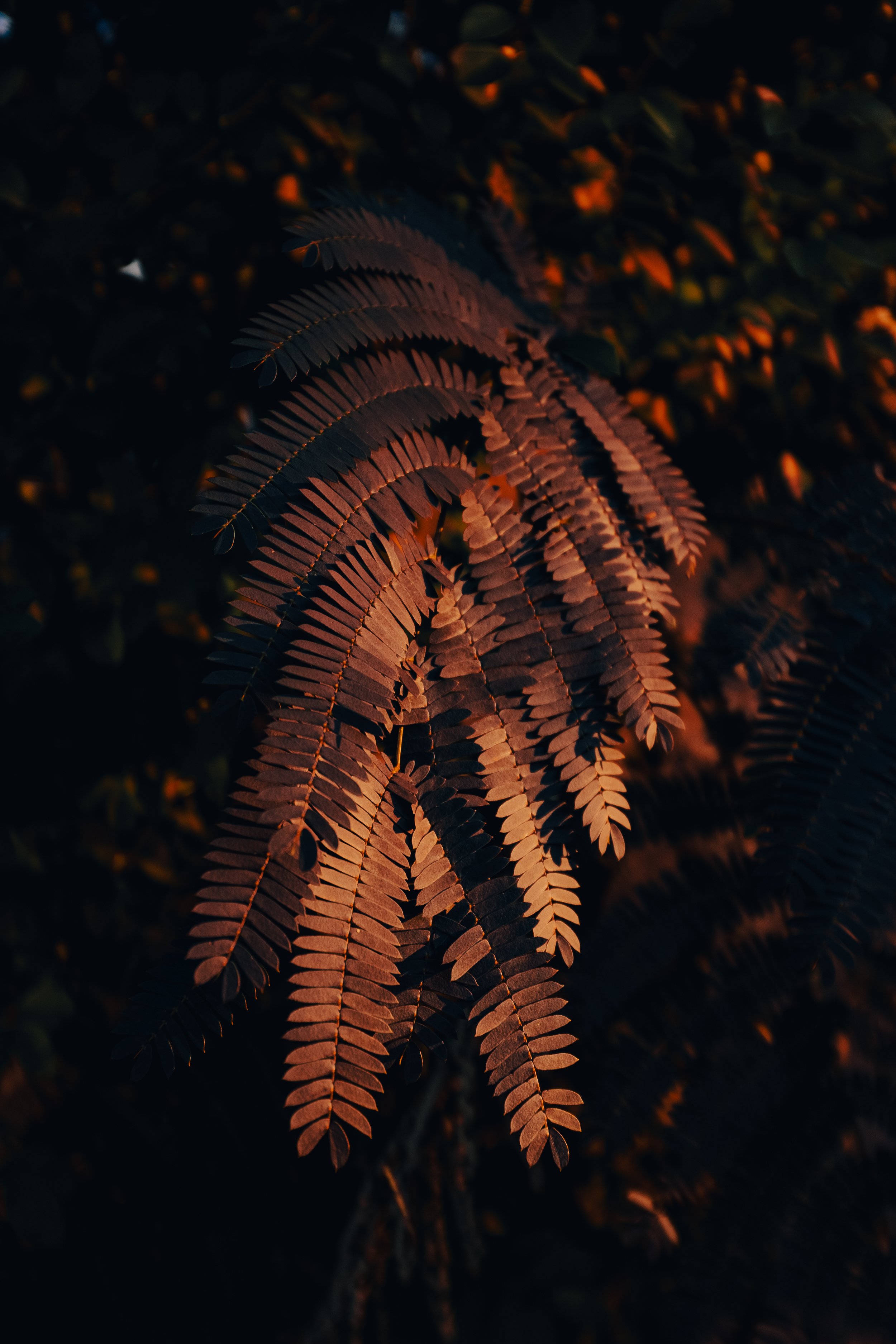DSCF0363.jpg