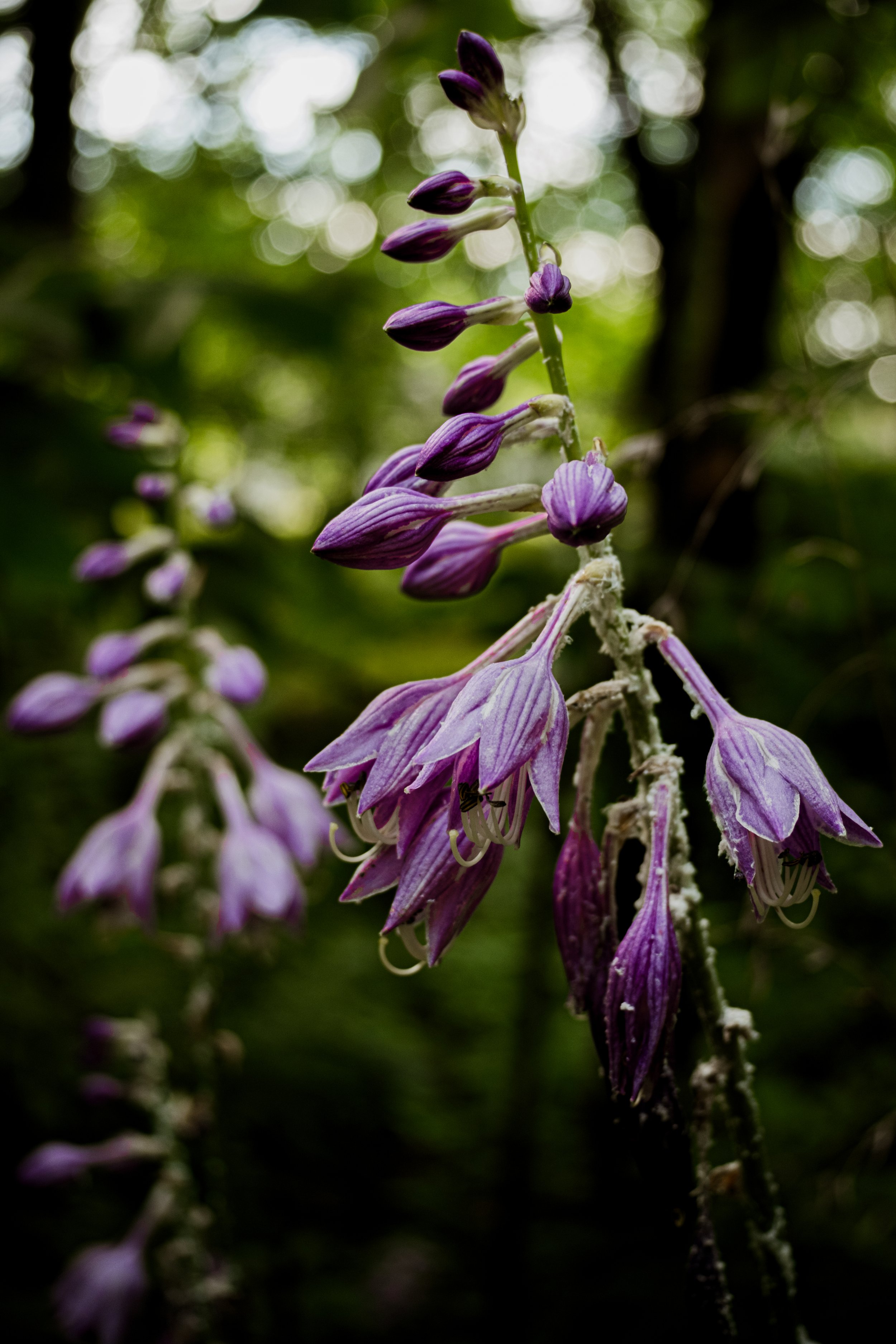 DSCF0429.jpg