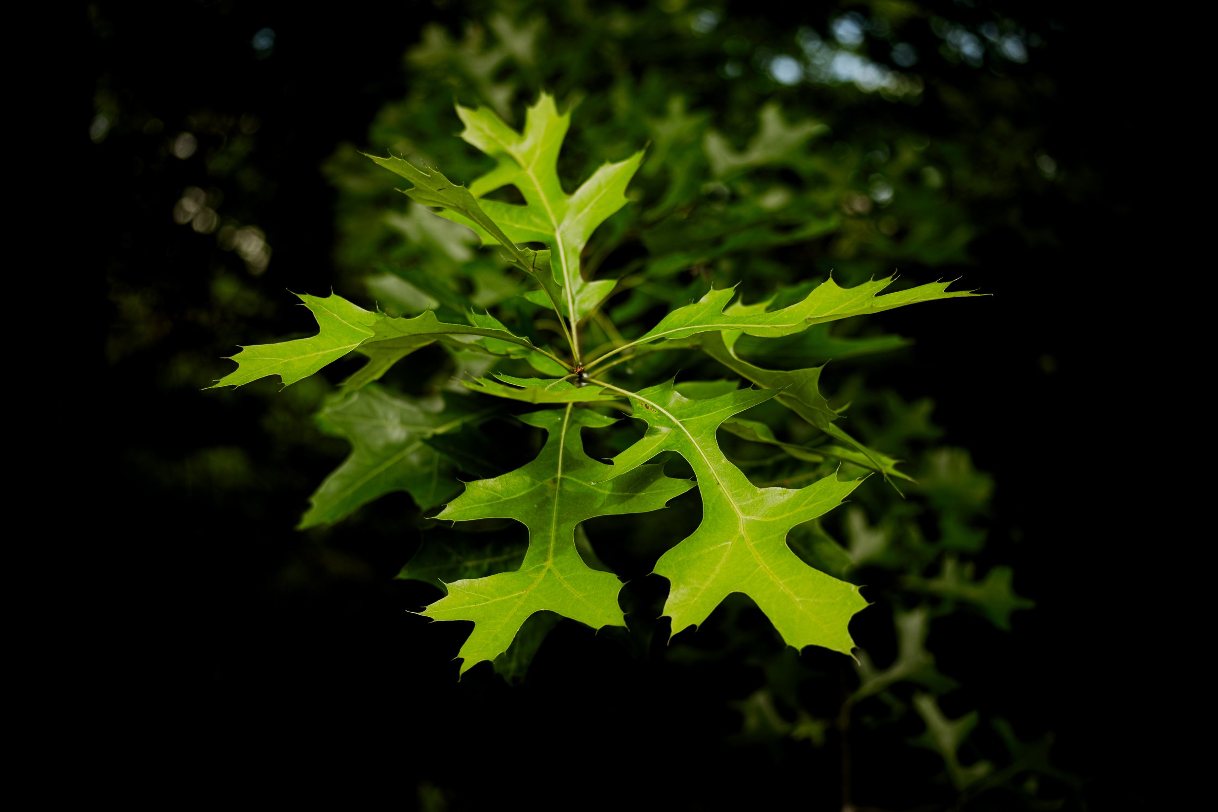 DSCF0465.jpg