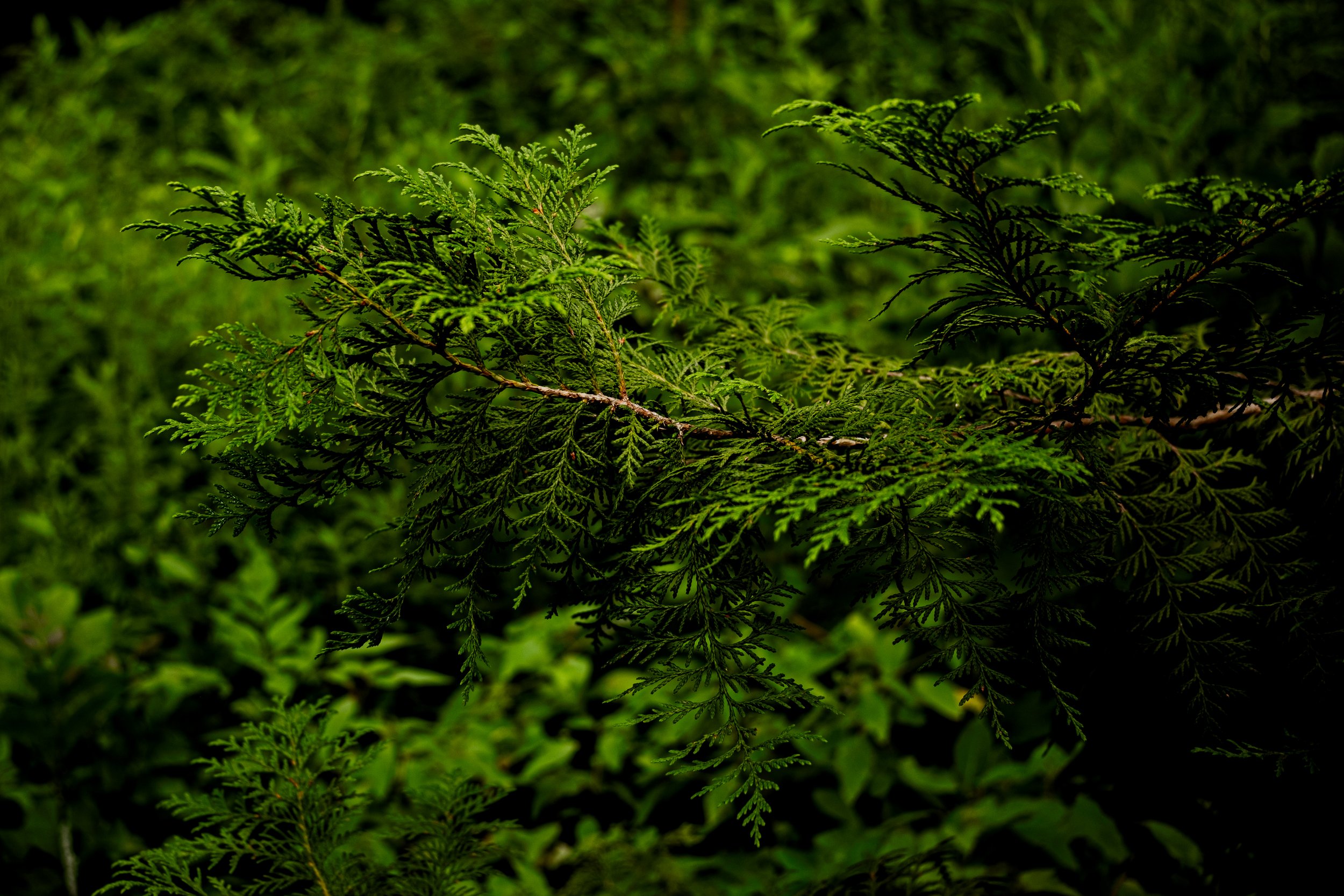 DSCF0453.jpg