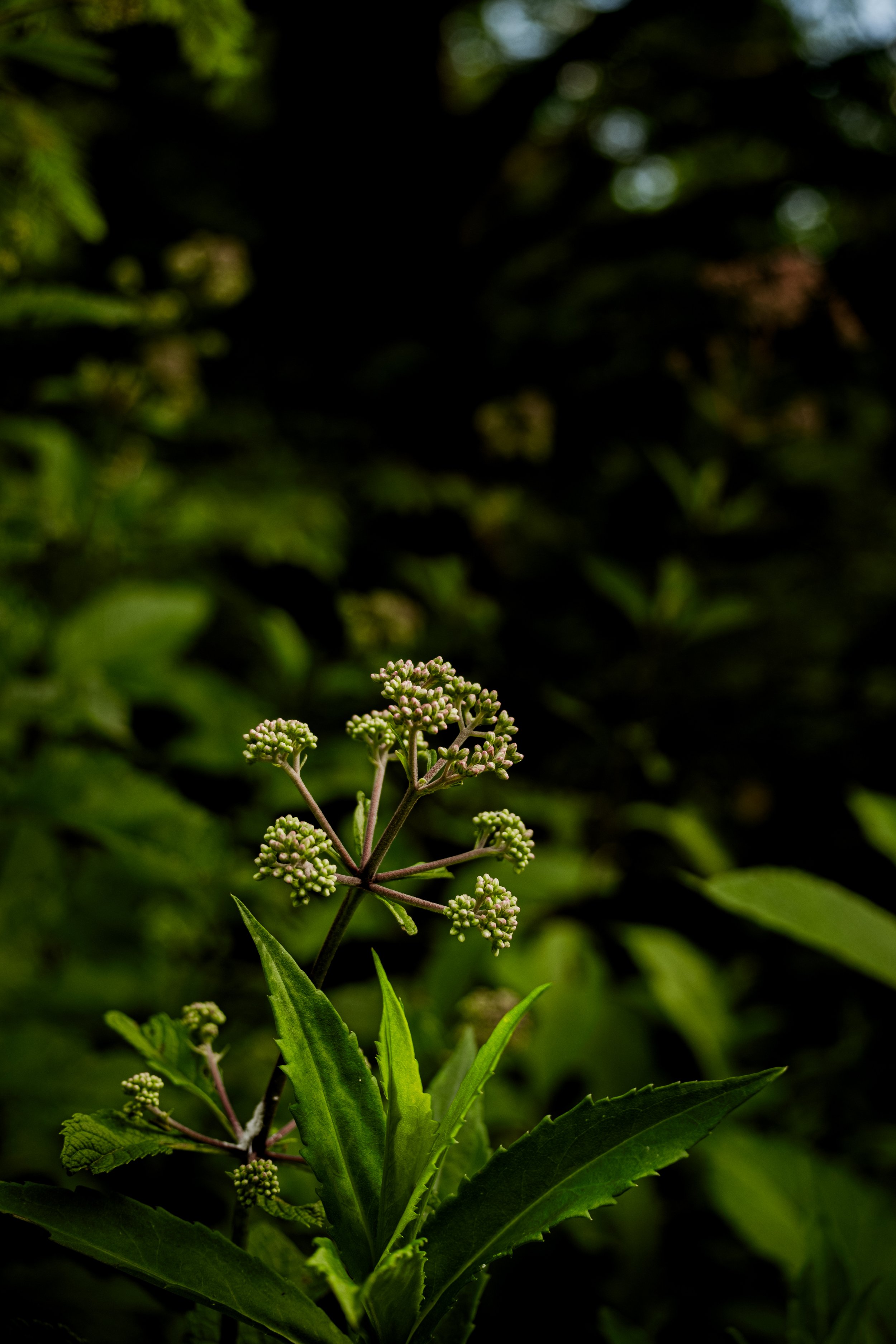 DSCF0464.jpg