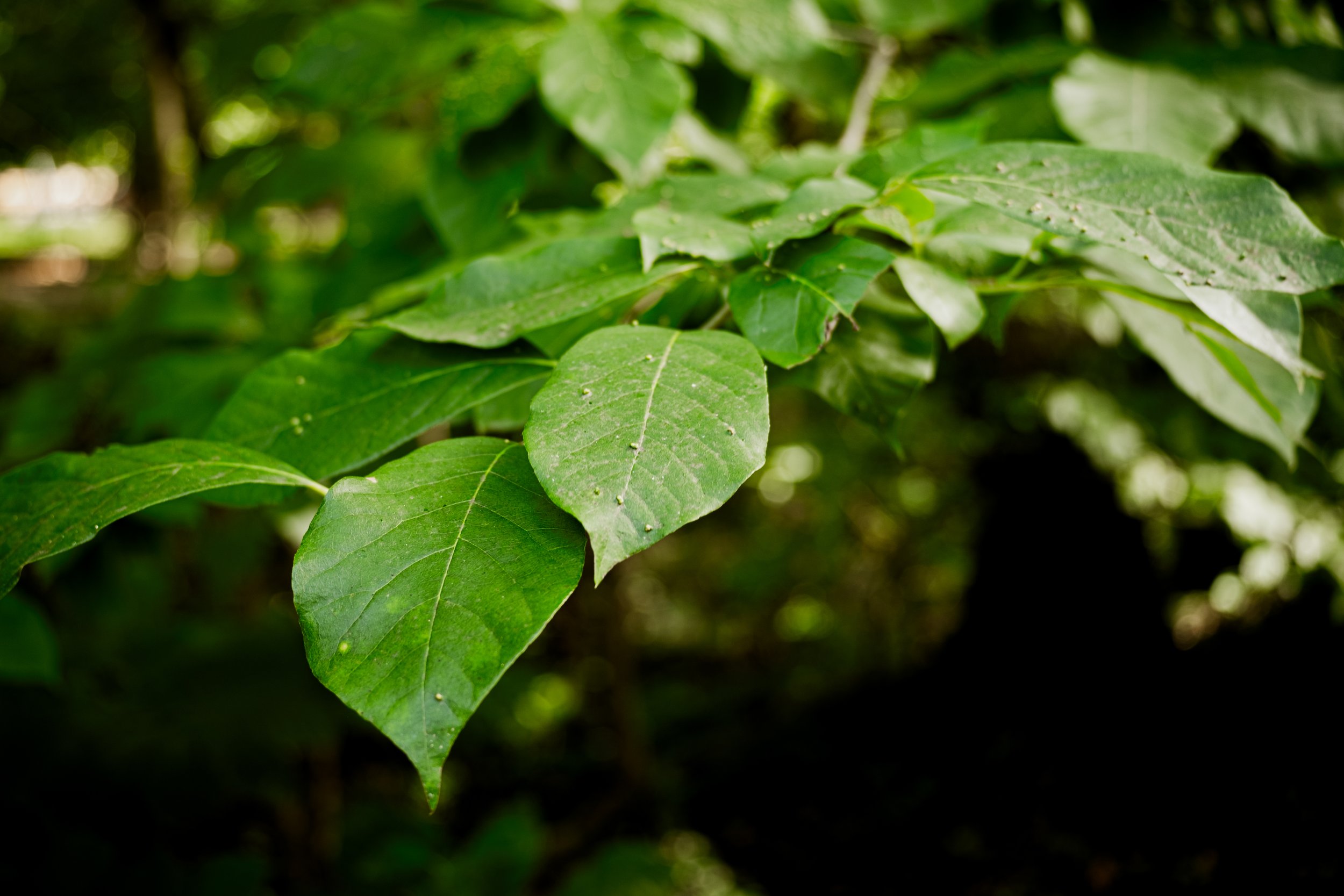 DSCF0413.jpg