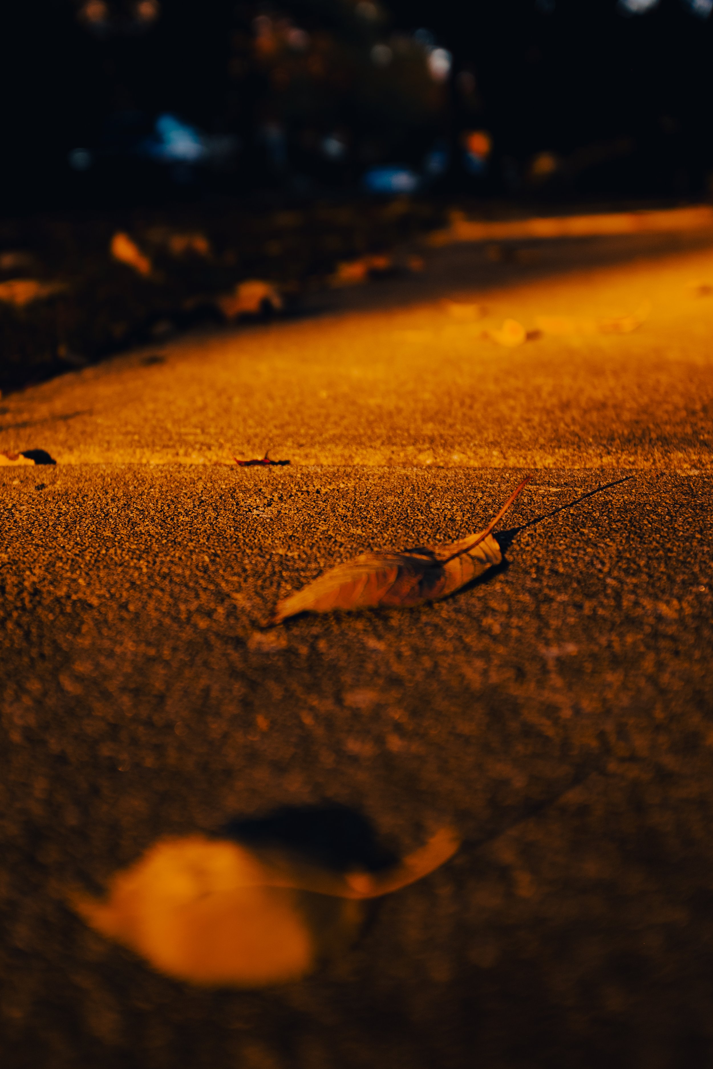 DSCF0387.jpg