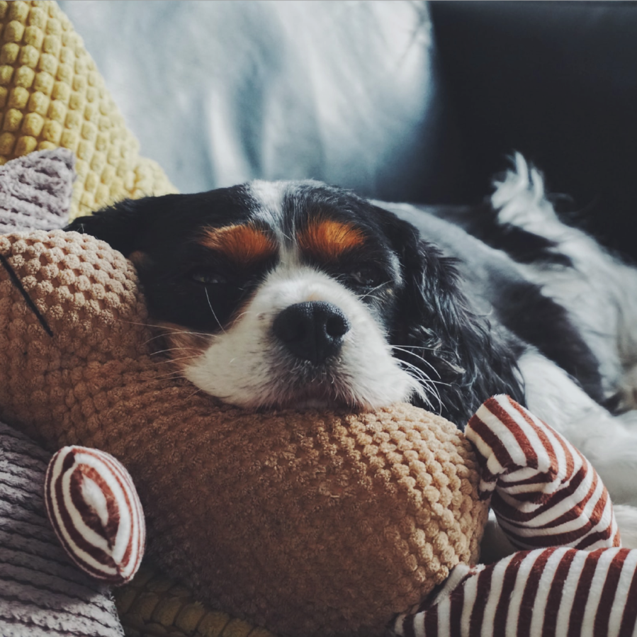 The snuggle is real! Winter merch that will warm your heart.