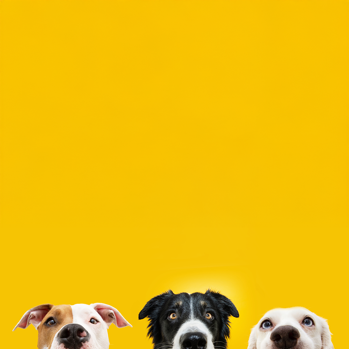 Your logo wants a pet!