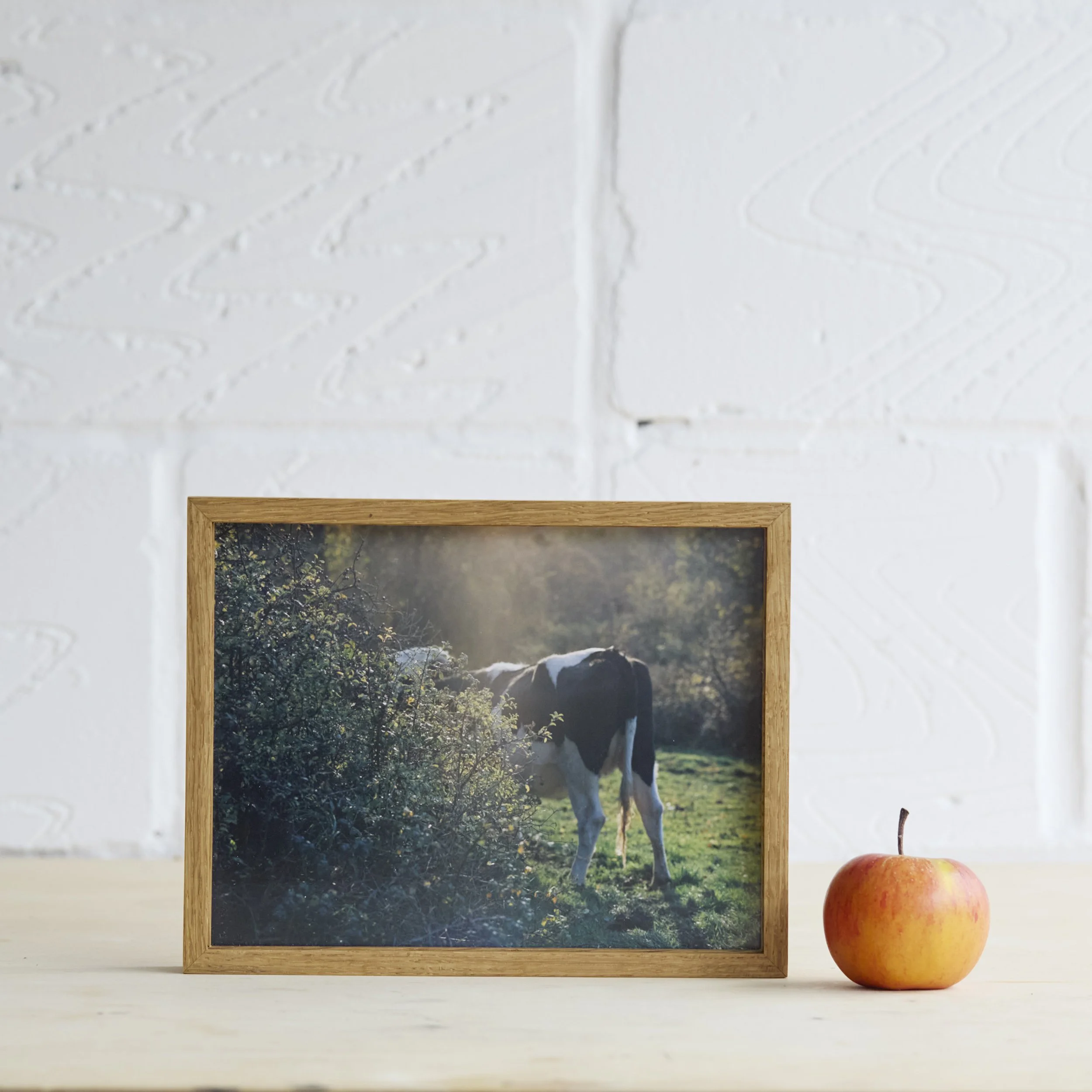 Cow06.jpg