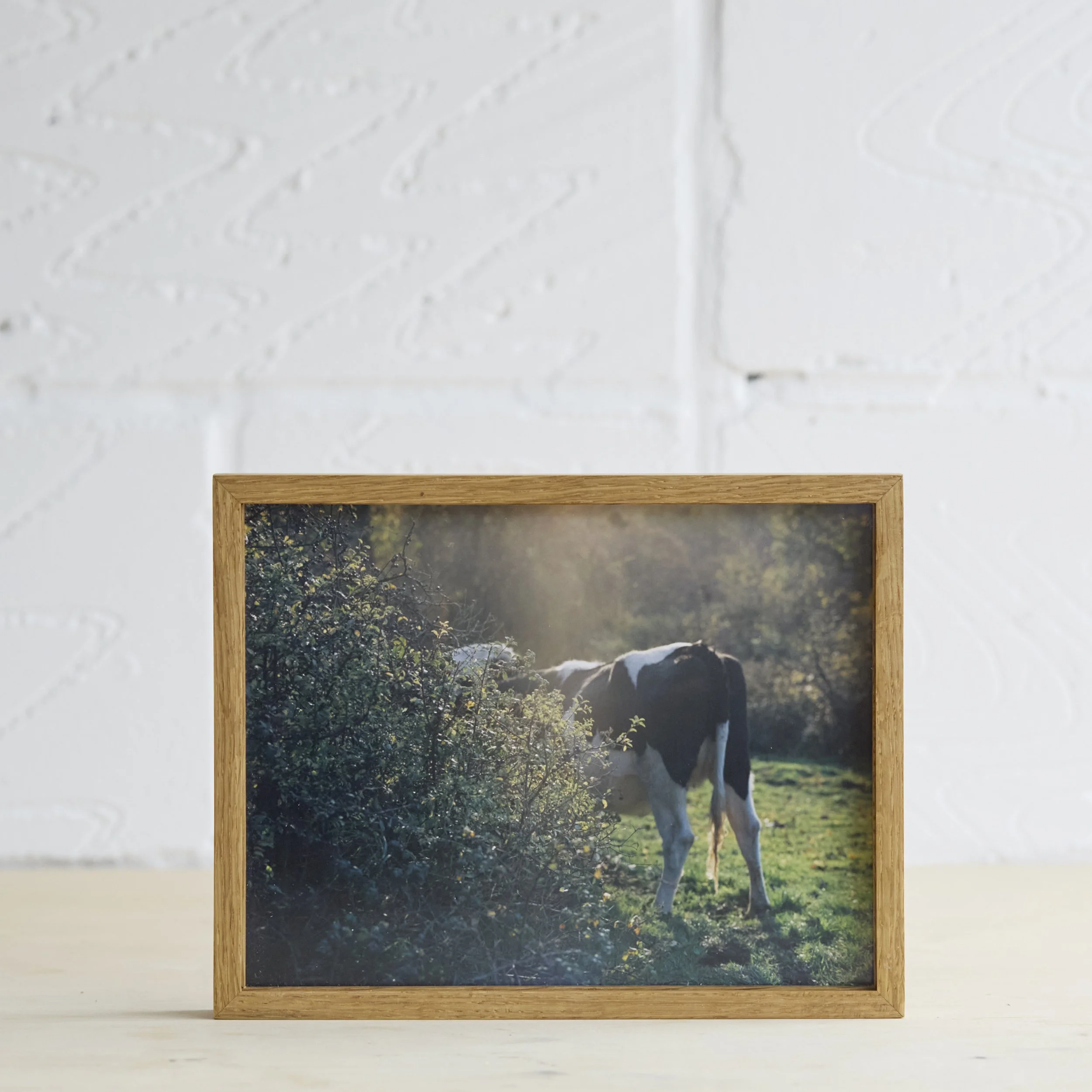 Cow01.jpg