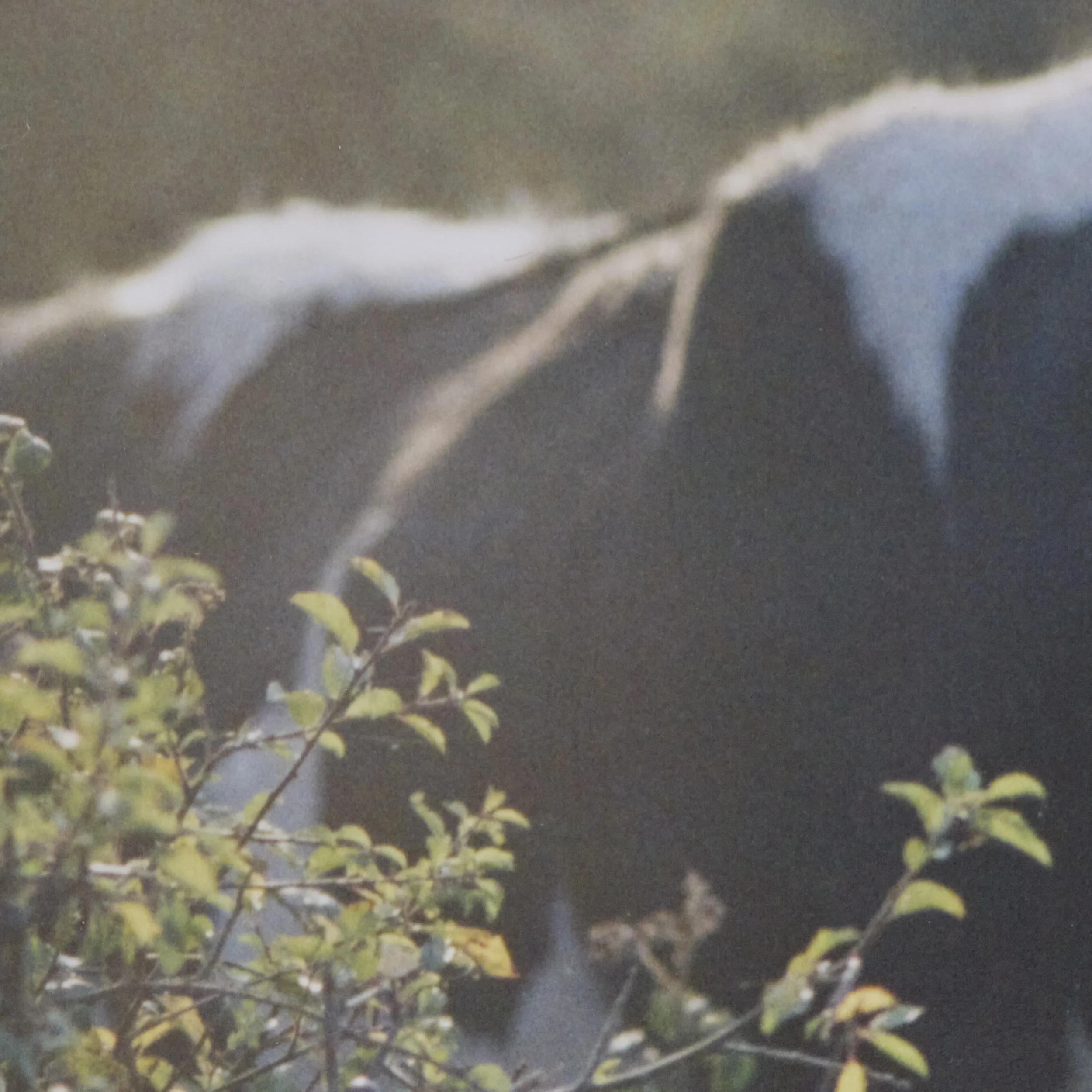 Cow02.jpg