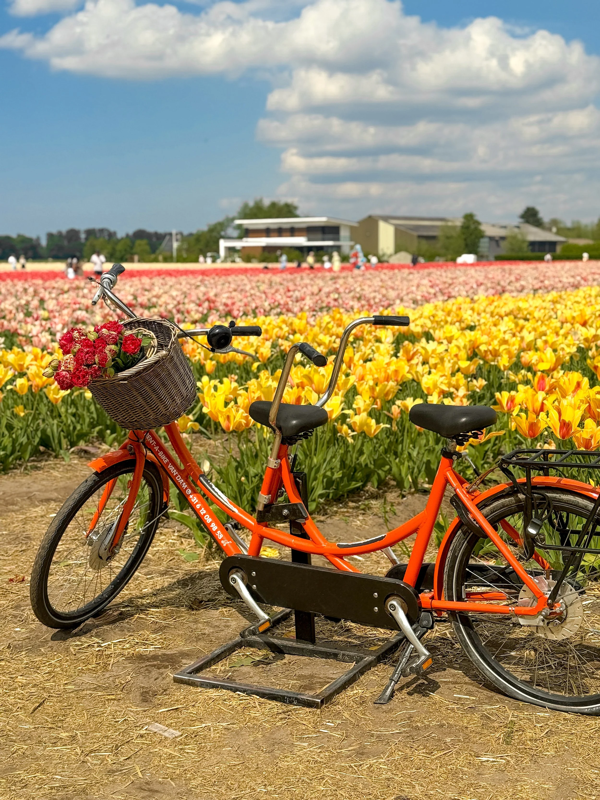 A Day Trip to the Tulip Fields from Amsterdam: Everything You Need to Know Before You Go