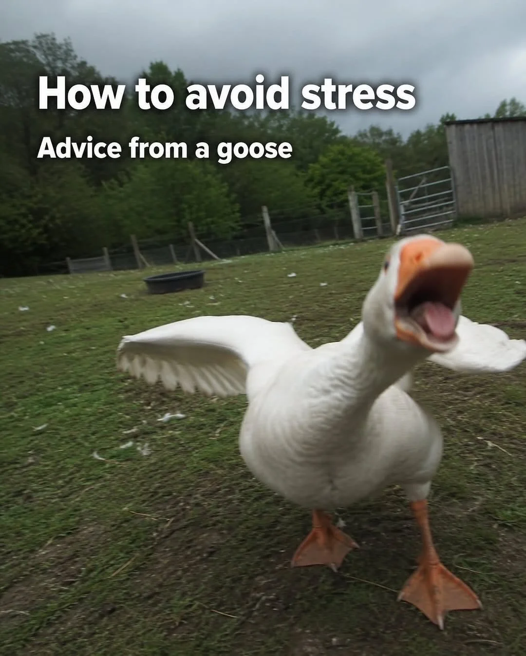 Excellent life advice. 

By @bradandthegoat