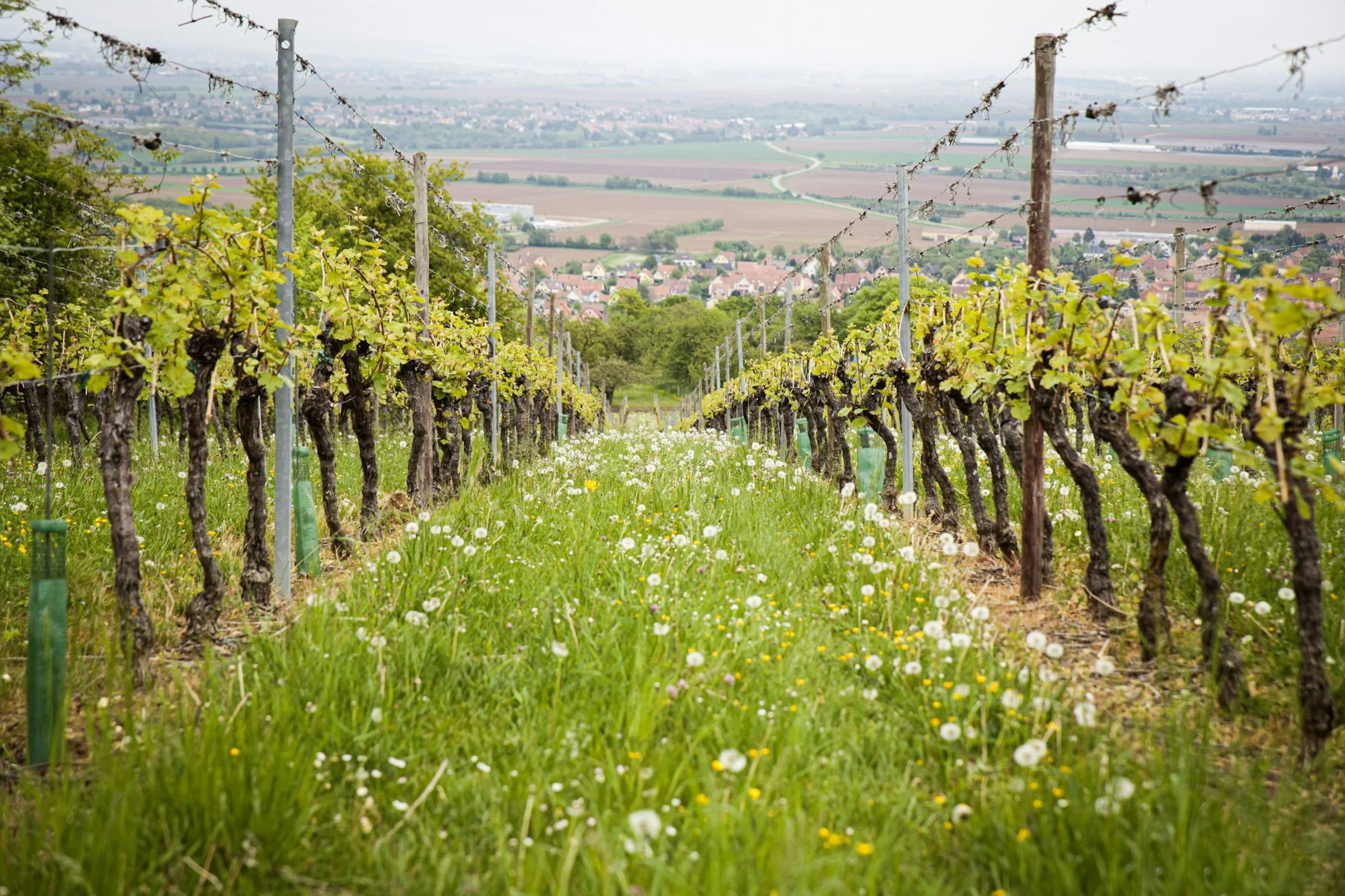 Soil, Sweat & CO2: The Brutal Truth Behind Sustainable Winemaking