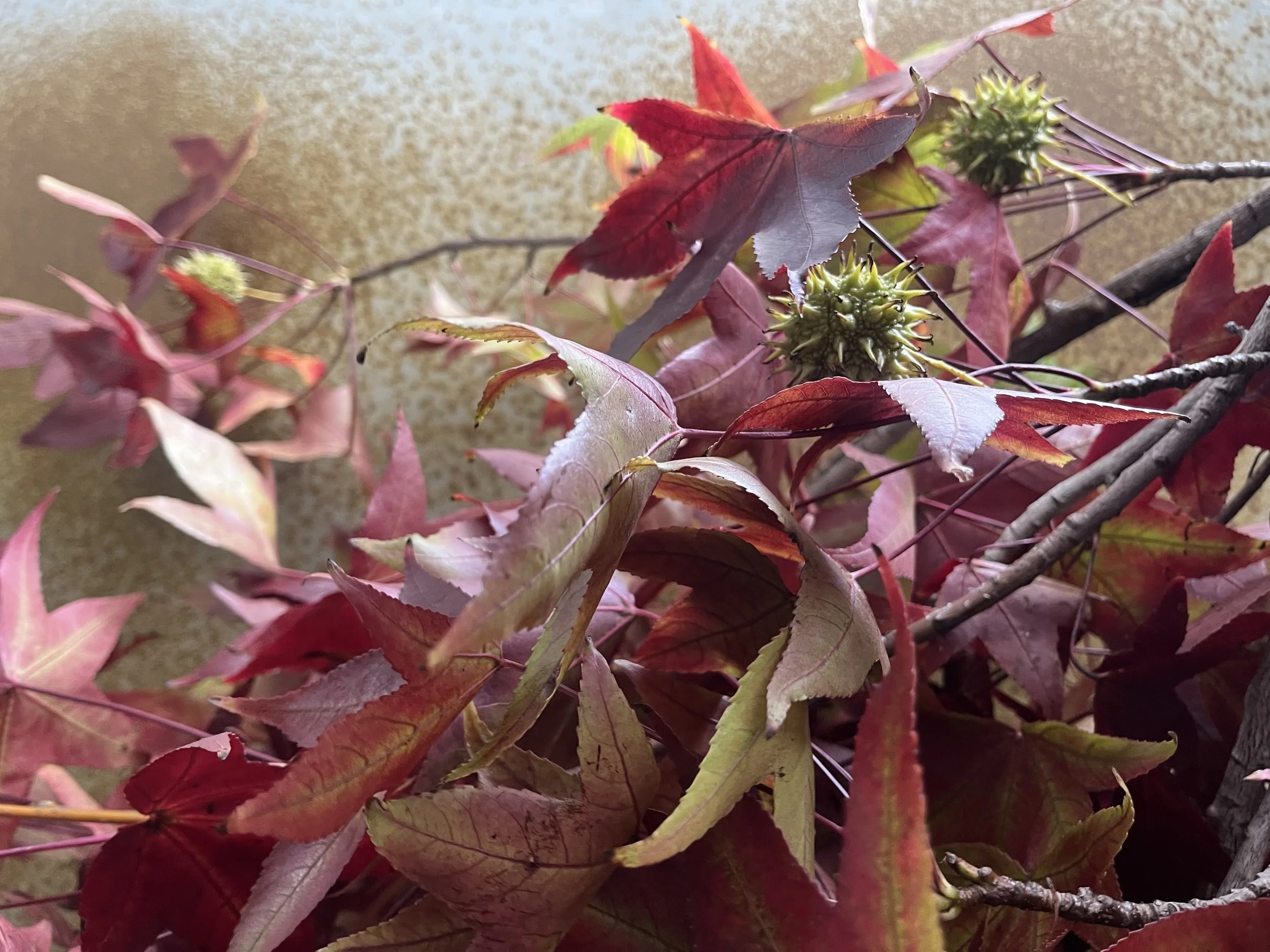 Southern Humanities Review: Liquid amber trees