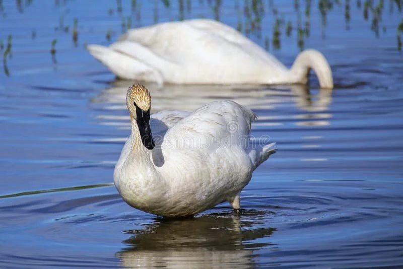 Trumpeter Swan - Yellowstone Birds Collection