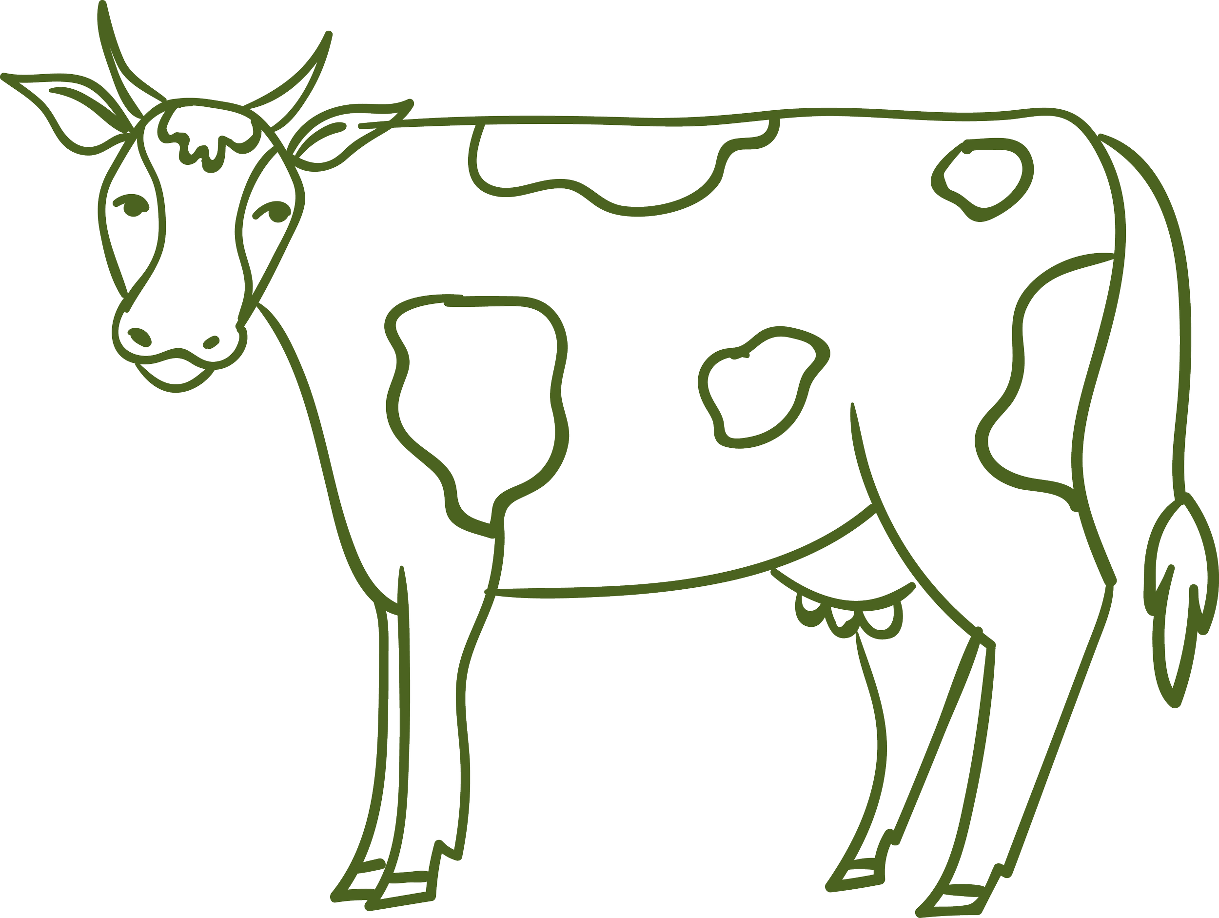 Illustration of a cow