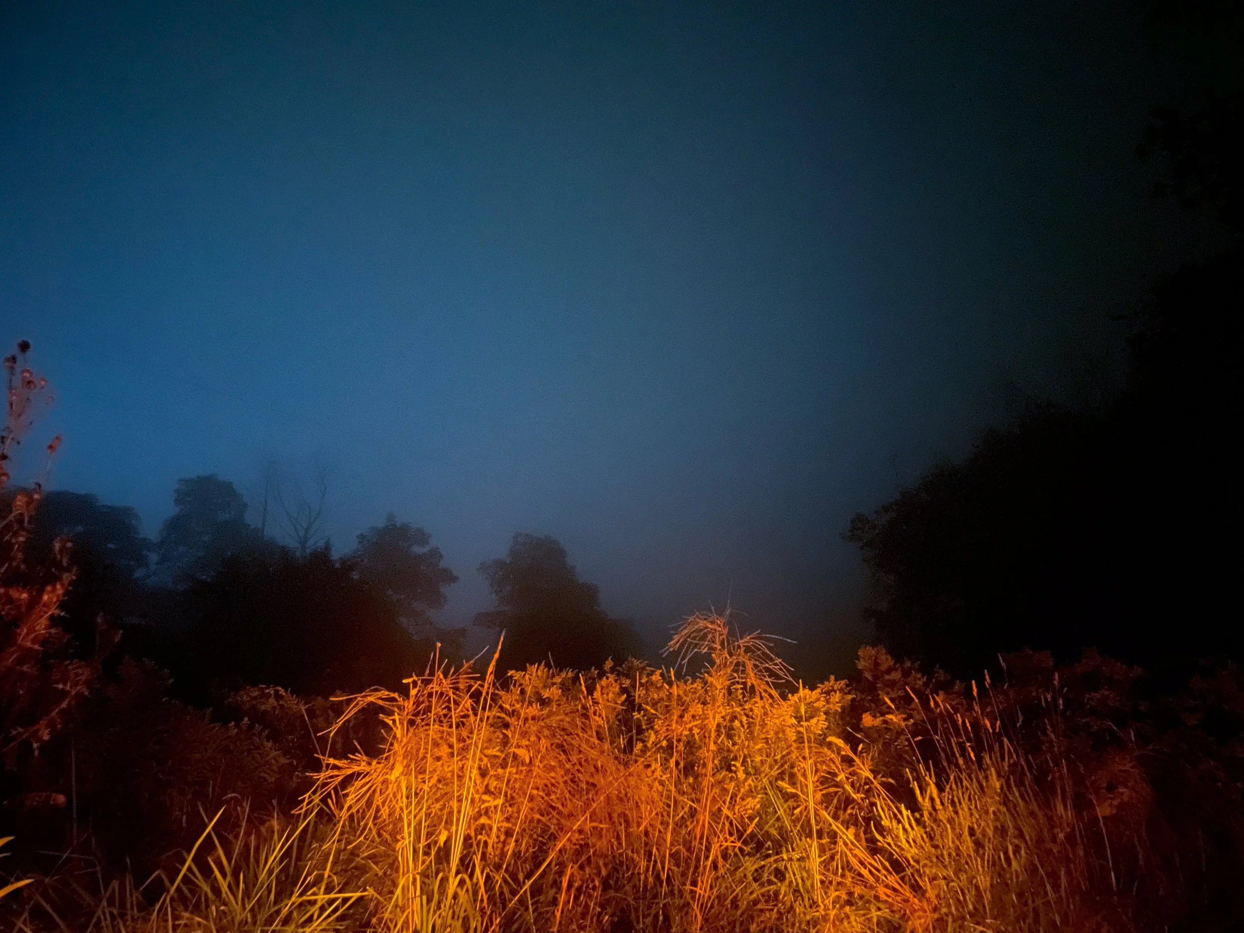 field.jpg