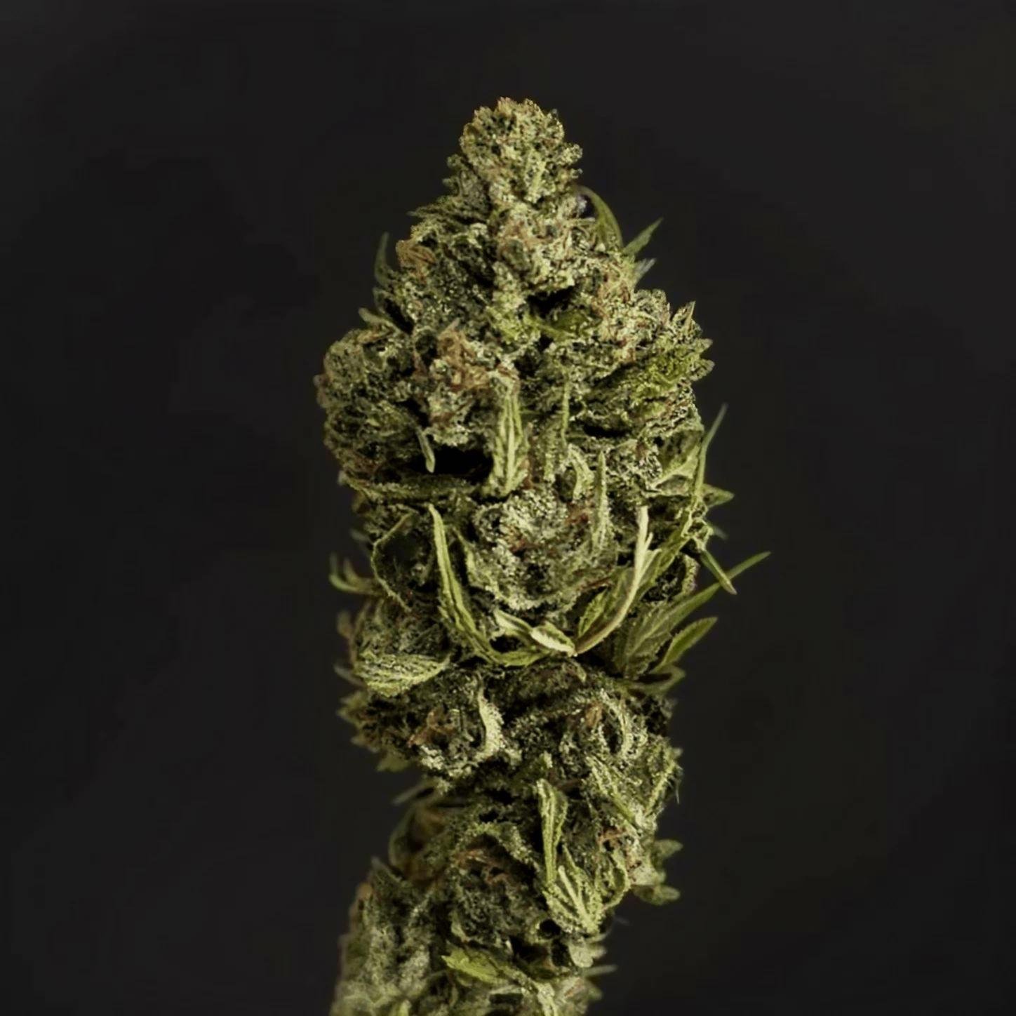CBGambit Outdoor CBG Hemp Flower