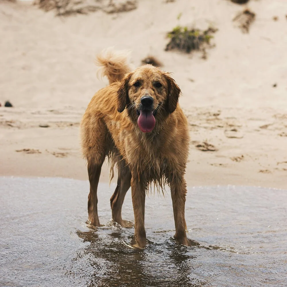 Dog playing on the beach