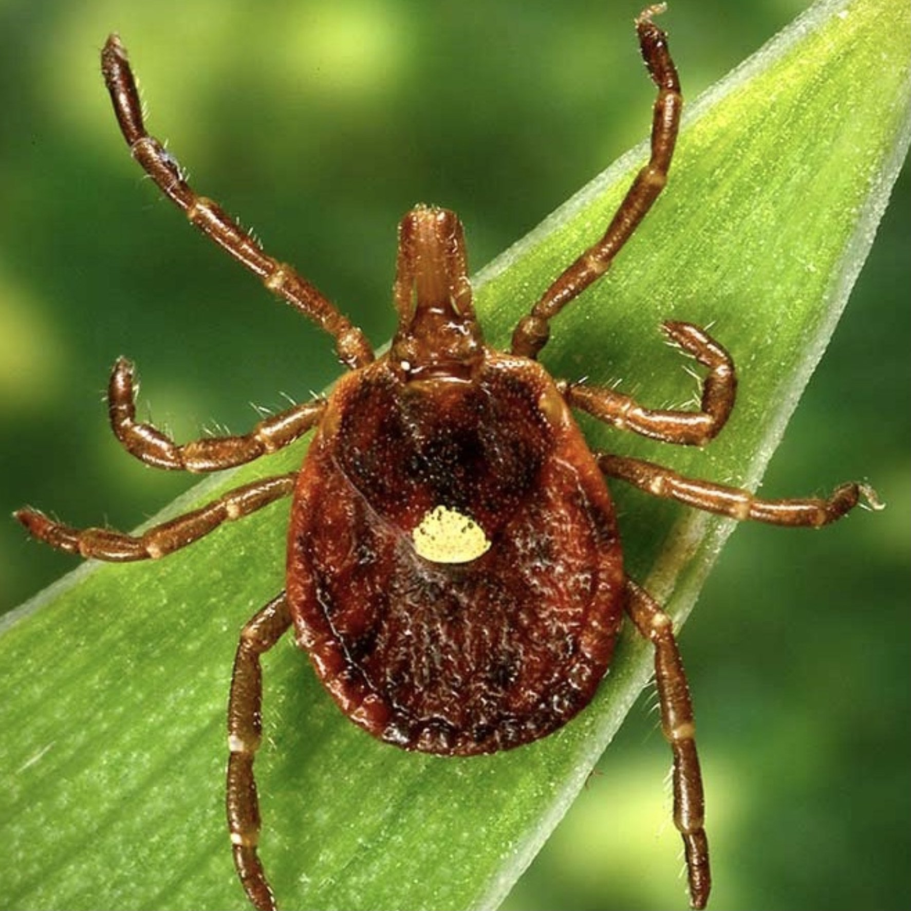 SAAT for Alpha Gal Treatment