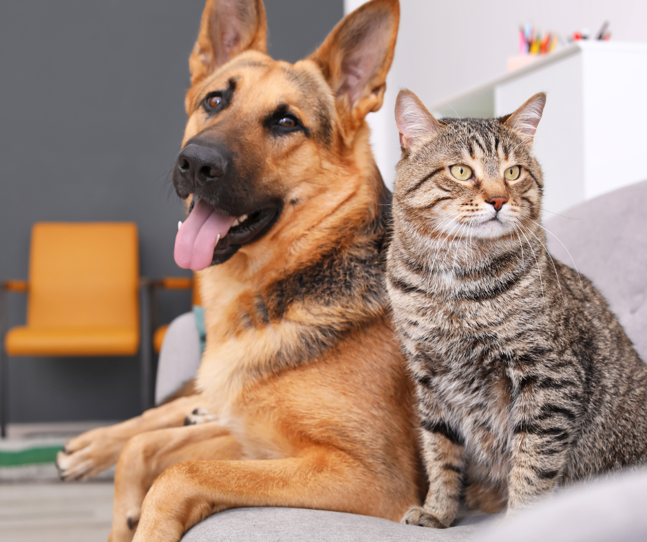 Pet Planning Basics: How to Make Sure Your Best Friend Is Safe if Something Happens to You