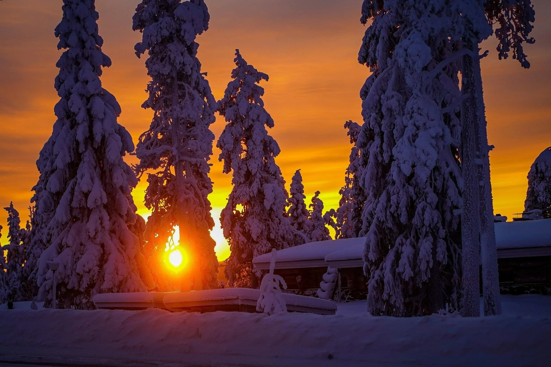 Snow covered trees .jpg