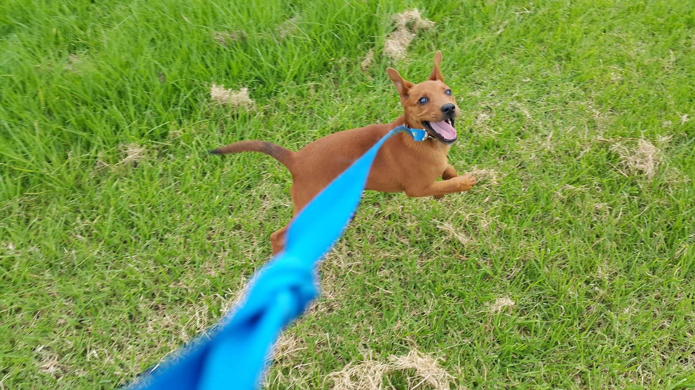 Frolicking through the Fear