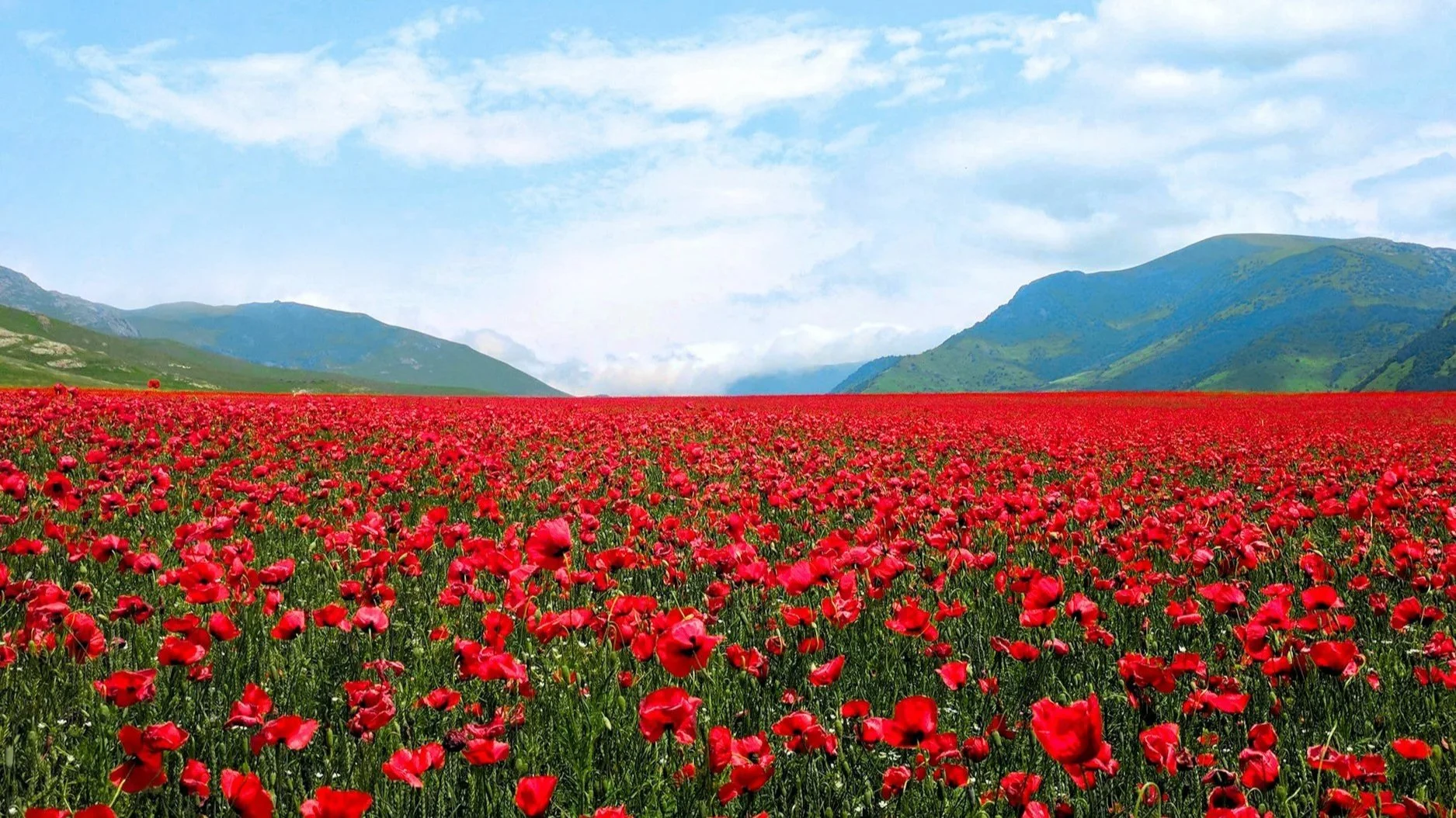 A field of poppy flowers creating a blanket of red across the landscape