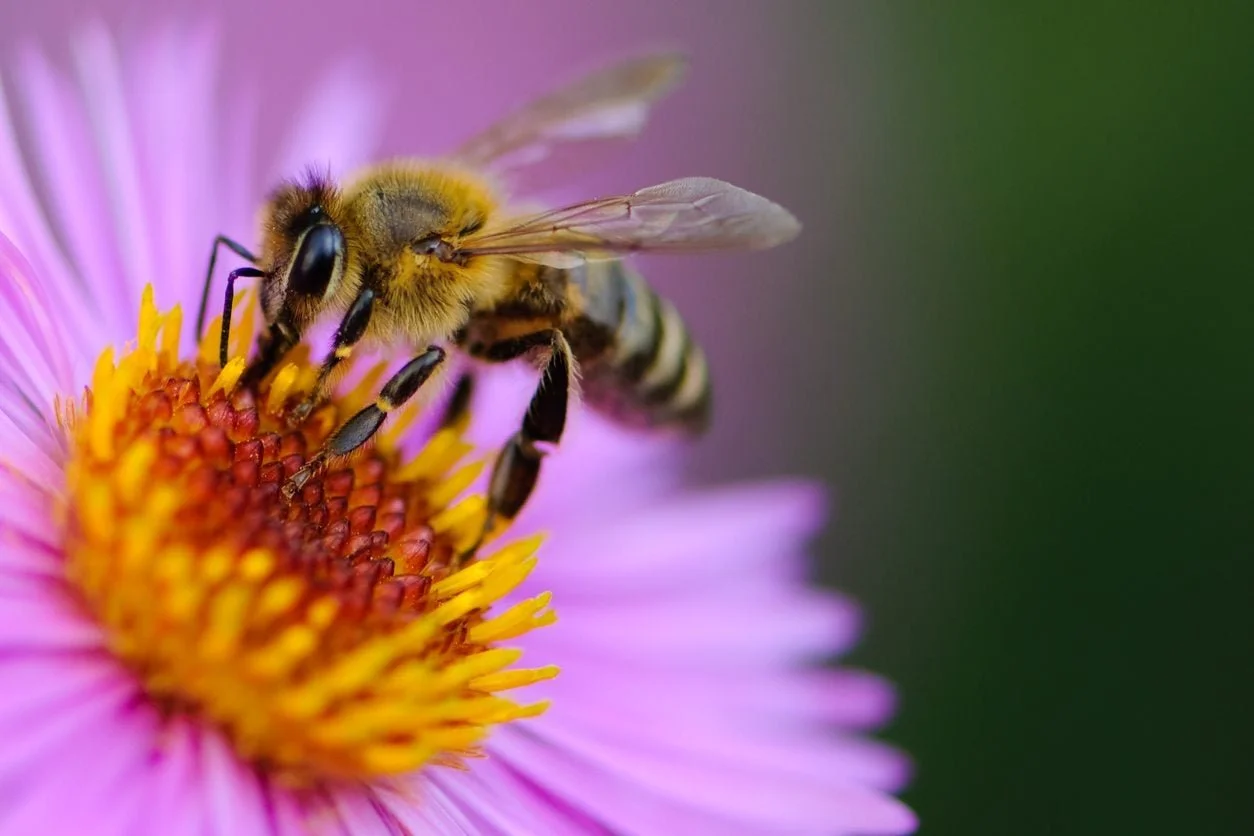 Why Bees Matter and How You Can Help