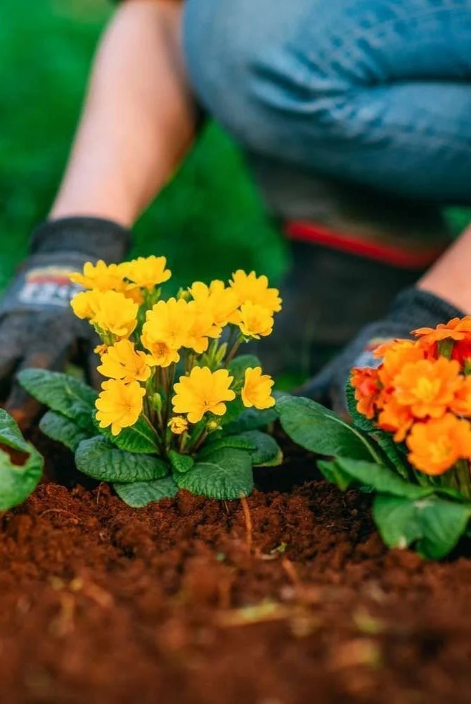 How Planting Flowers Helps The Environment 