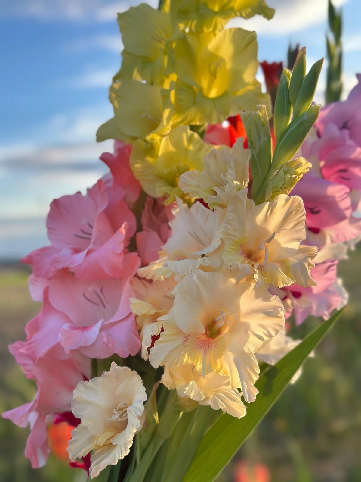 The Meaning of August Birth Flowers: Gladiolus &amp; Poppy