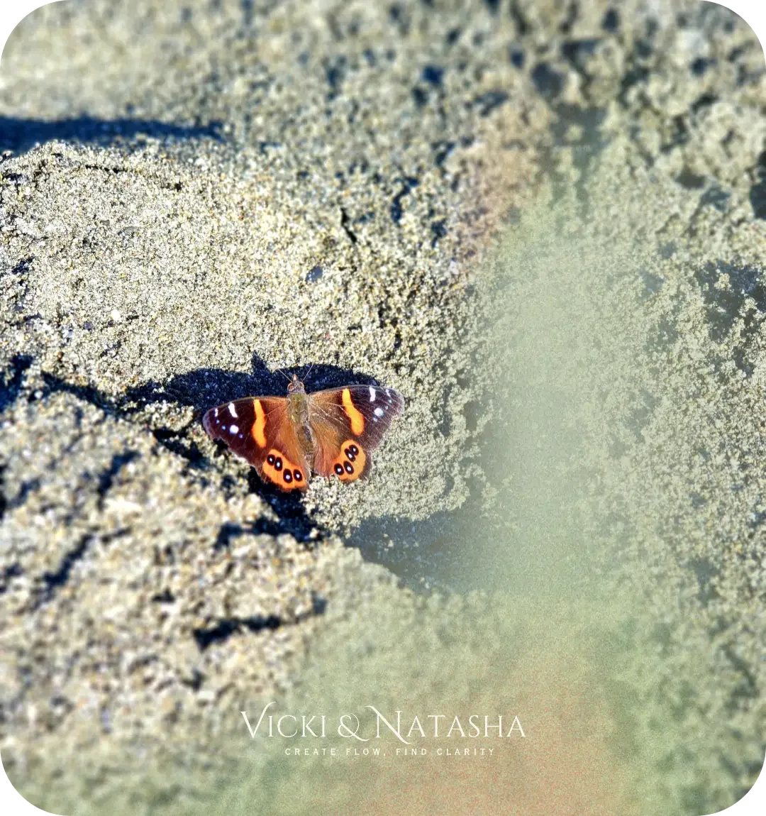 Butterfly landing on the sand