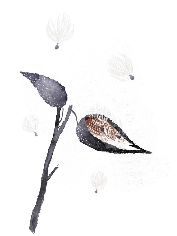 milkweed_final_750.jpeg