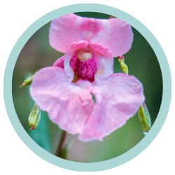 Untitled design (5).png