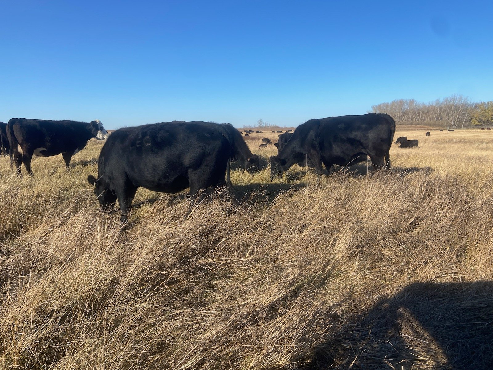 Lot #24-5-C  136 head May/June calvers