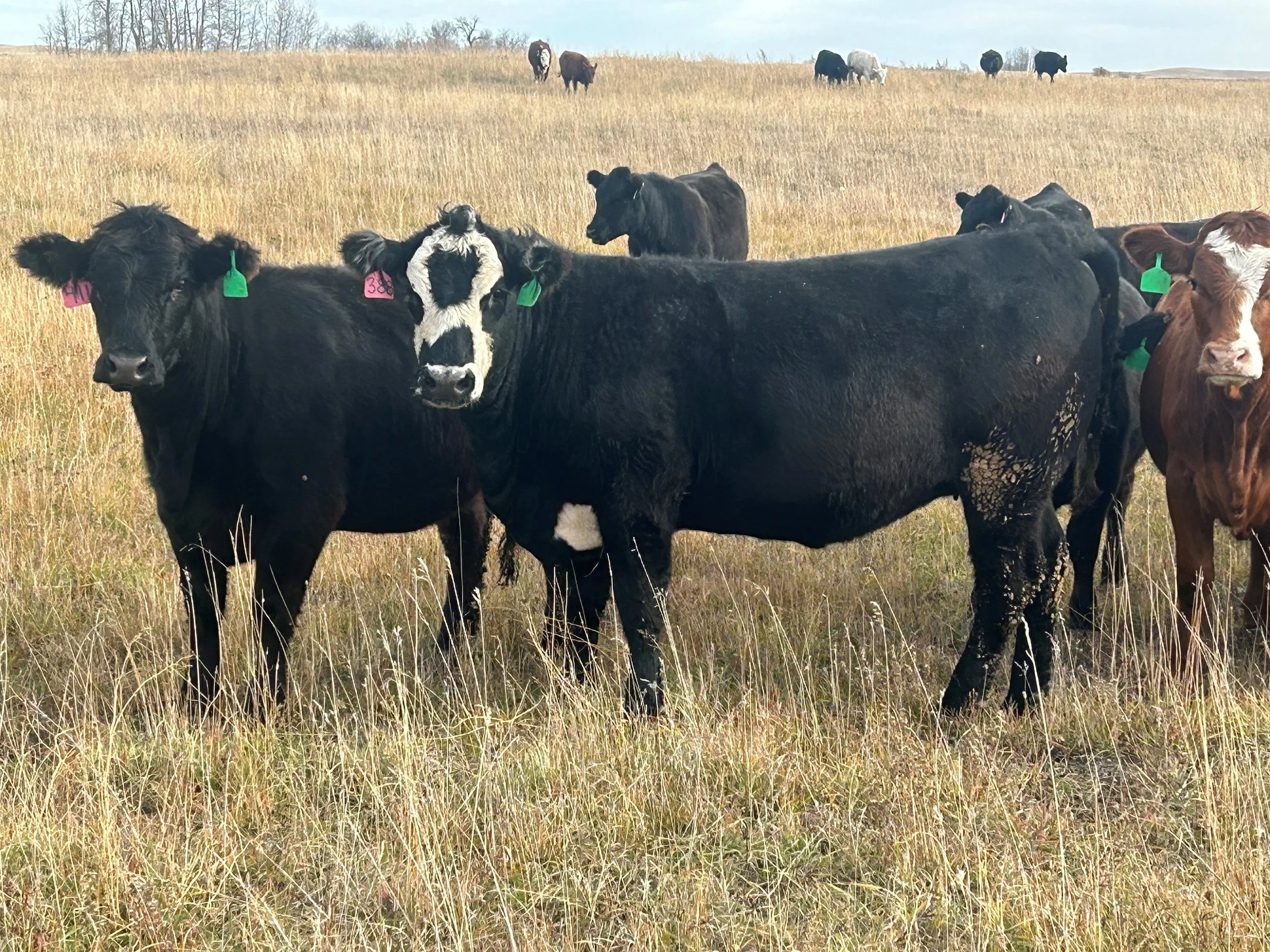 Lot 24-4-H 45 head Bred heifers -Select feed efficiency trial group