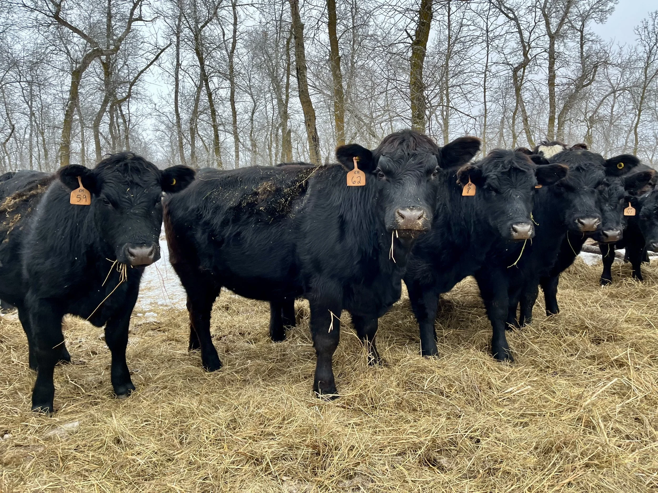 Lot 24-7-H 24 head Bred Angus X heifers in Manitoba