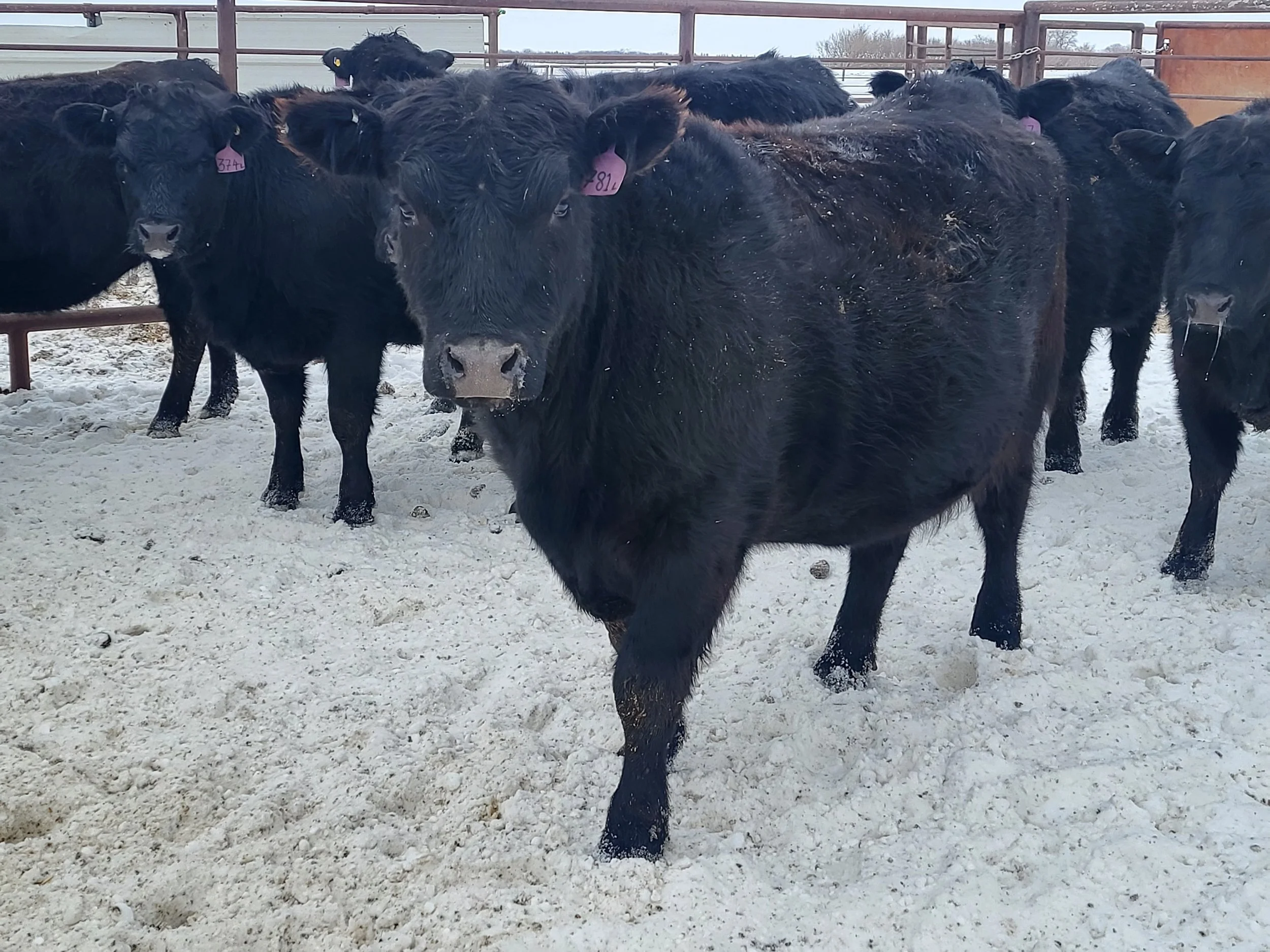 Lot #25-9-H  45 head Walker Farms Angus X bred heifers near Saskatoon