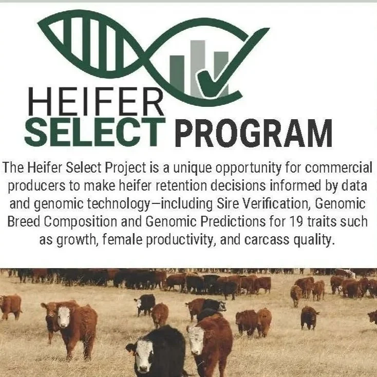Heifer Select Program
