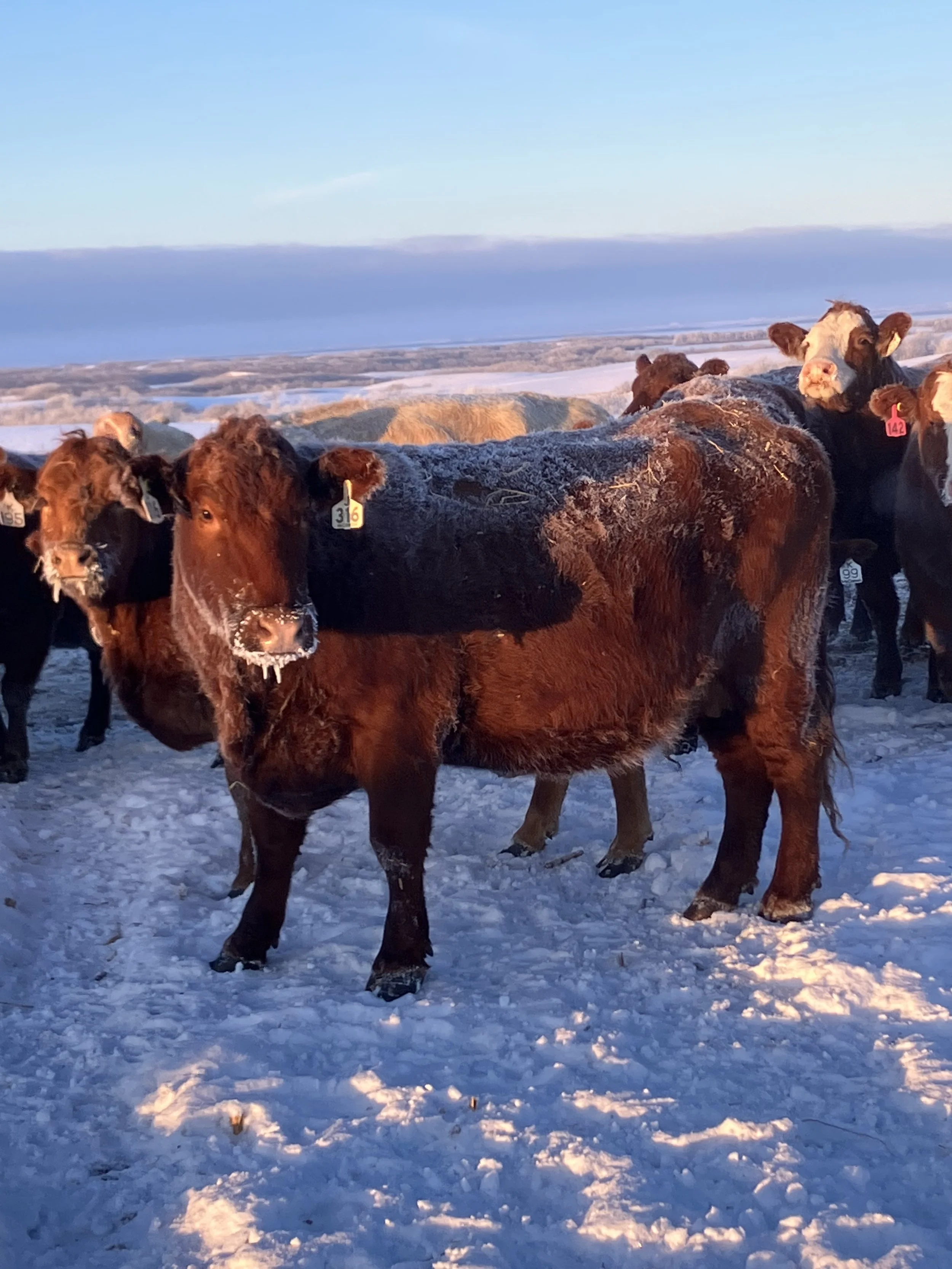 Lot #24-8-C  120 head Red Angus third calvers in Stettler country
